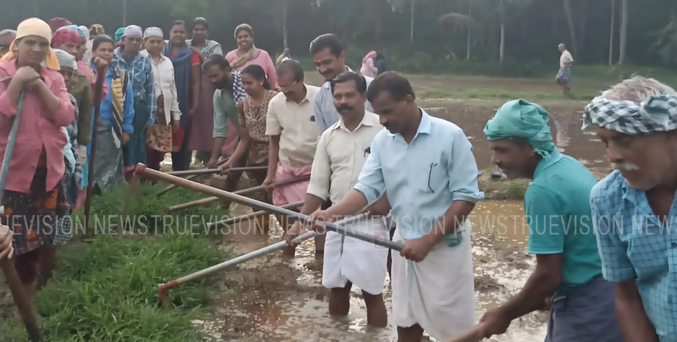  എരവട്ടൂര്‍ കടുക്കുഴി പാടശേഖരം വീണ്ടും കതിരണിയുന്നു