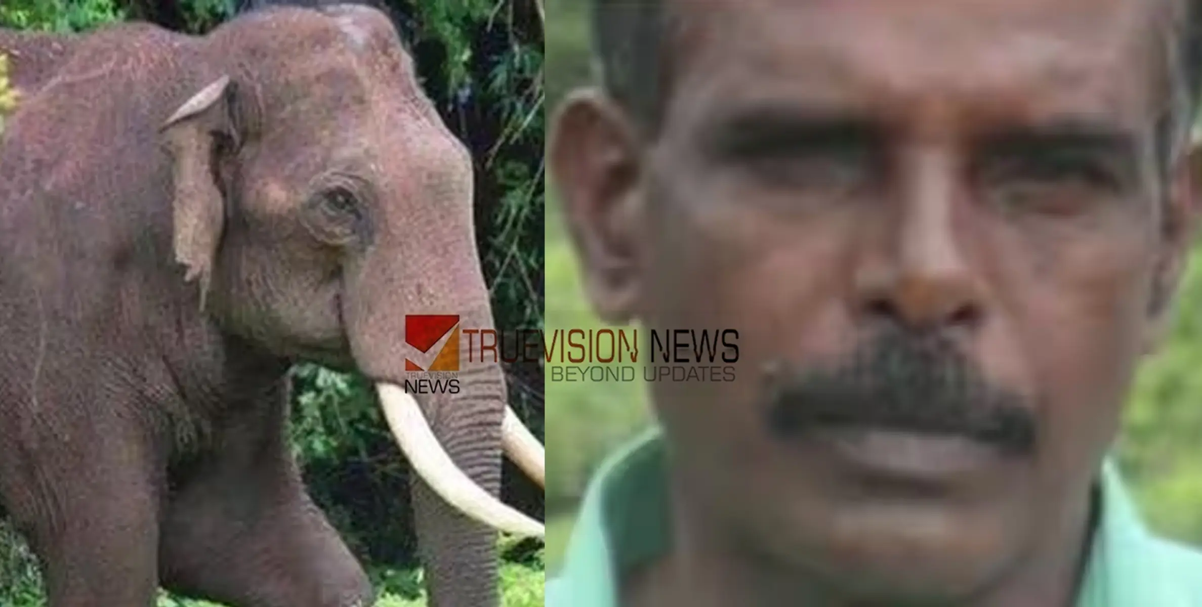 #wildelephantattack |  കാട്ടാന ആക്രമണത്തില്‍ വീണ്ടും മരണം; ചികിത്സയിലിരുന്ന തൊഴിലാളി മരിച്ചു