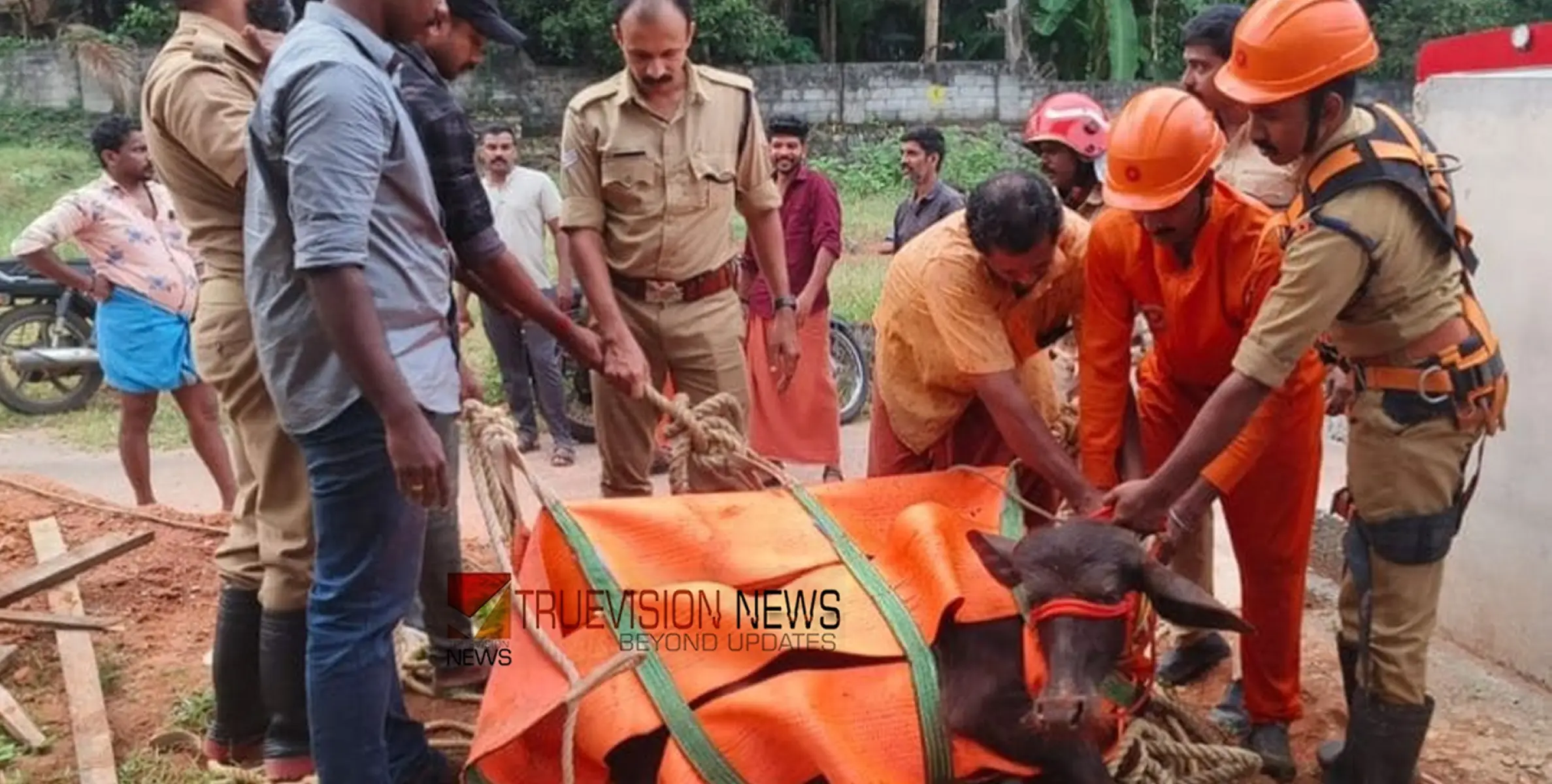 #saved | മണിക്കൂറുകളോളം നീണ്ട ശ്രമം; സെപ്റ്റിക് ടാങ്കിൽ വീണ പോത്തിനെ രക്ഷപ്പെടുത്തി ഫയർ ഫോഴ്സ്