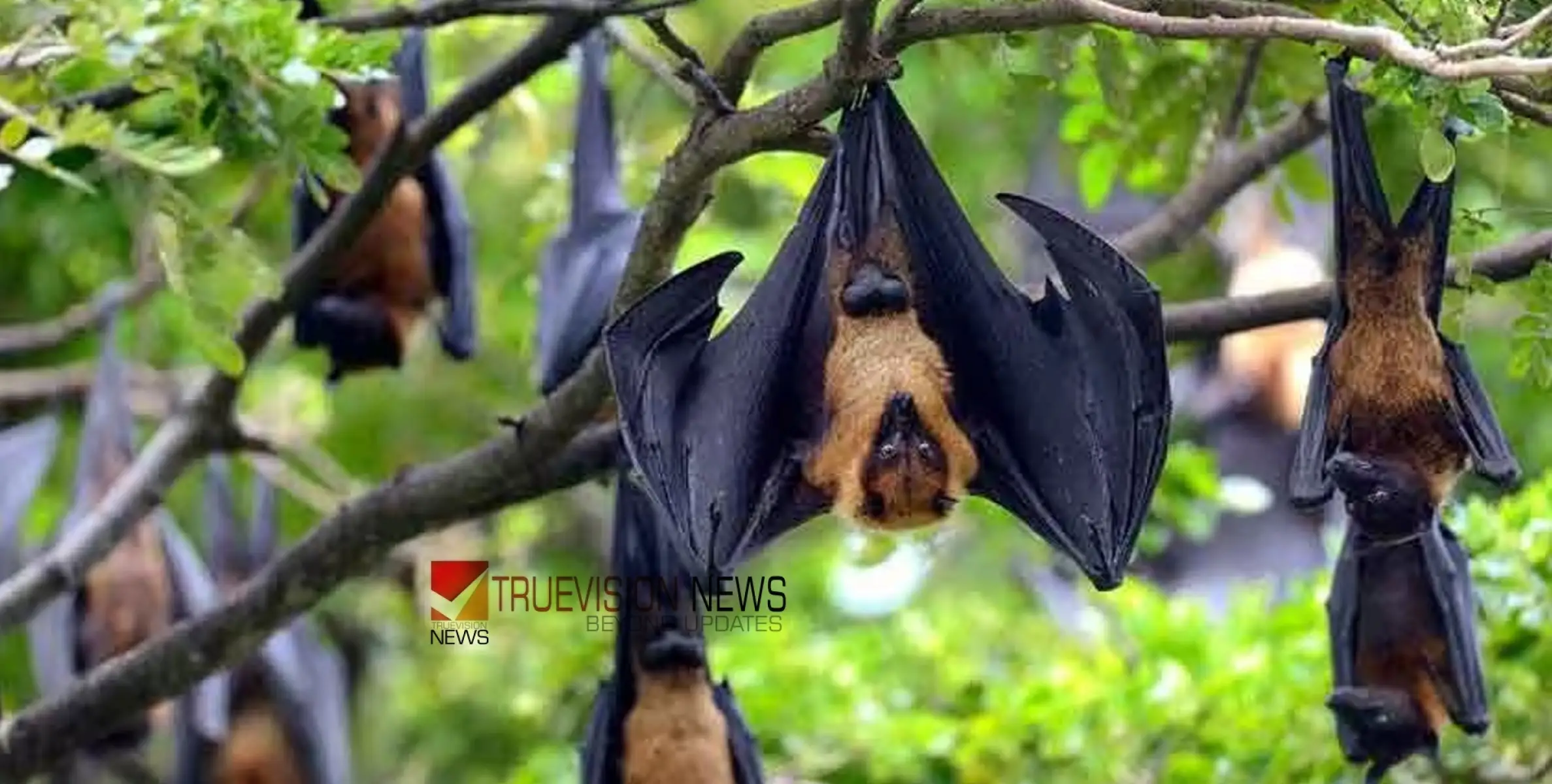 #bat | കഞ്ചാവിന് വളമായി വവ്വാലുകളുടെ കാഷ്ഠം ഉപയോ​ഗിച്ചു;  രണ്ട് പേർ അണുബാധയേറ്റ് മരിച്ചു