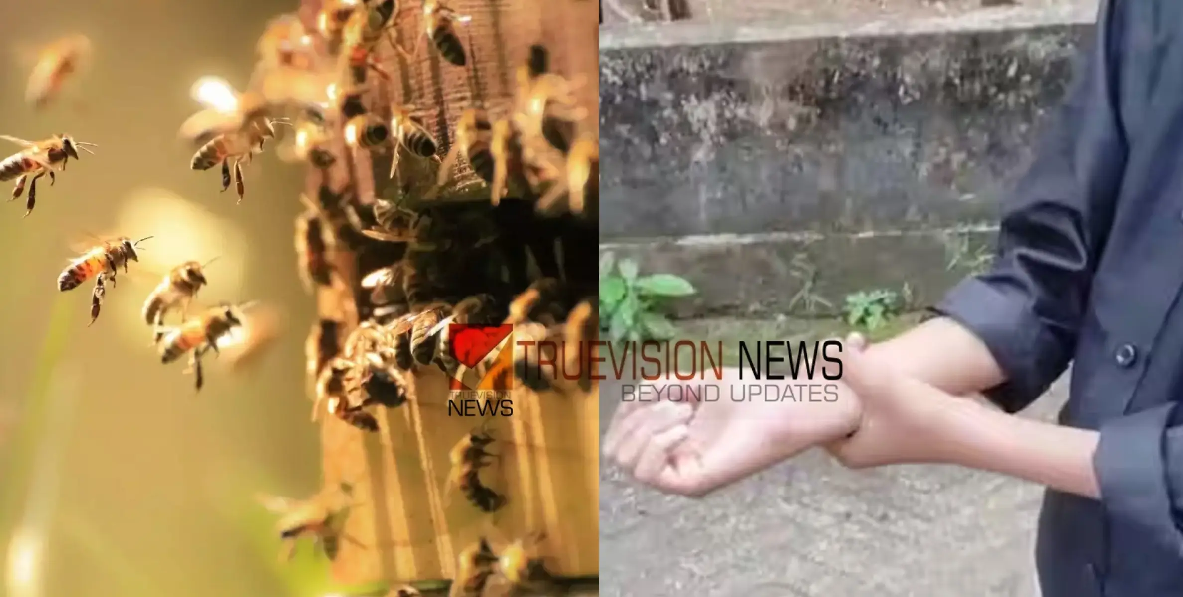 #beeattack | തേനീച്ചകളുടെ കൂട്ട ആക്രമണം; വിദ്യാർത്ഥികളടക്കം 30 പേർക്ക് കുത്തേറ്റു 