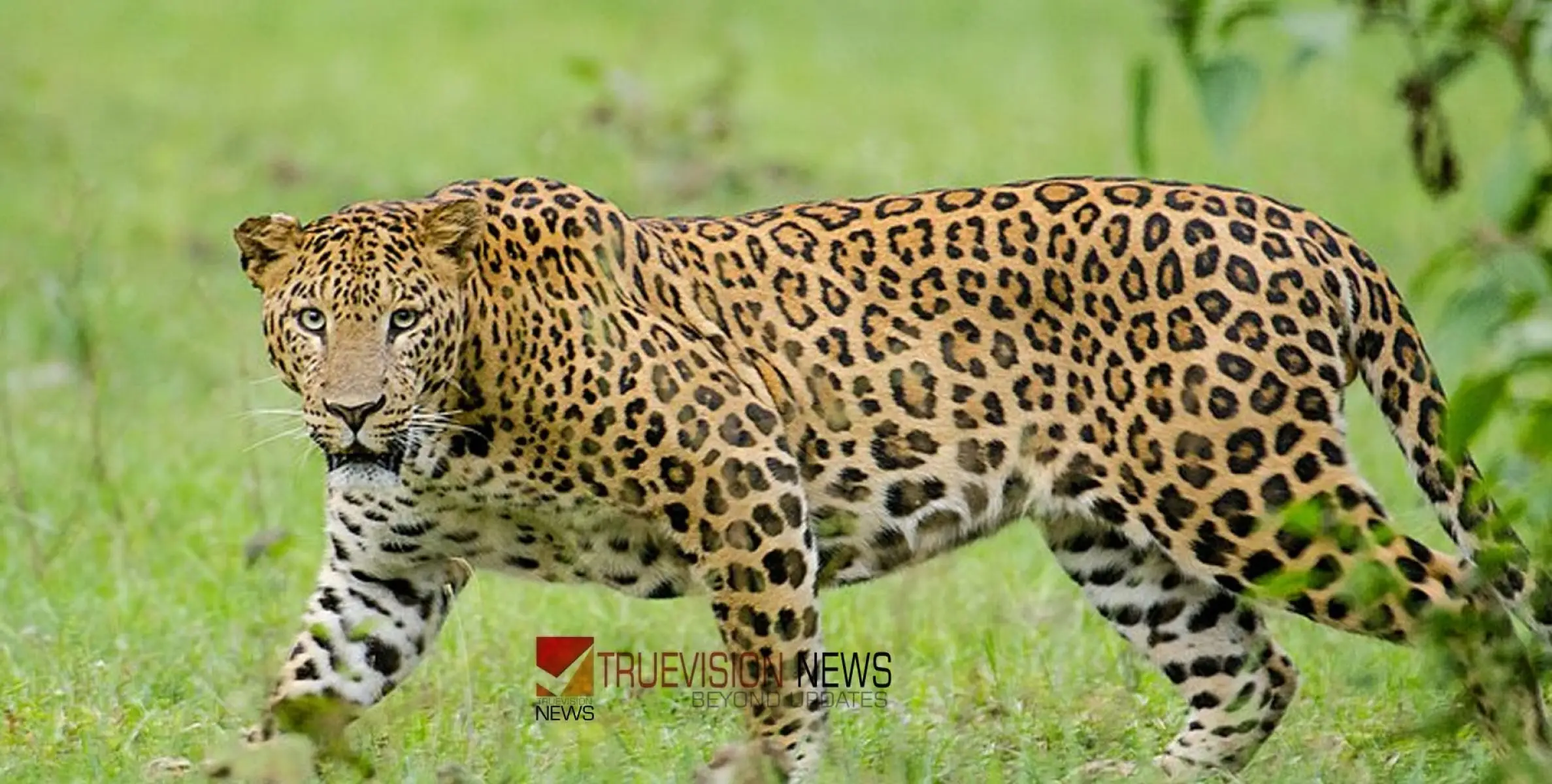 #leopard | തമിഴ്‌നാട്ടിൽ യുവതിയെ പുലി കടിച്ചുകൊന്നു