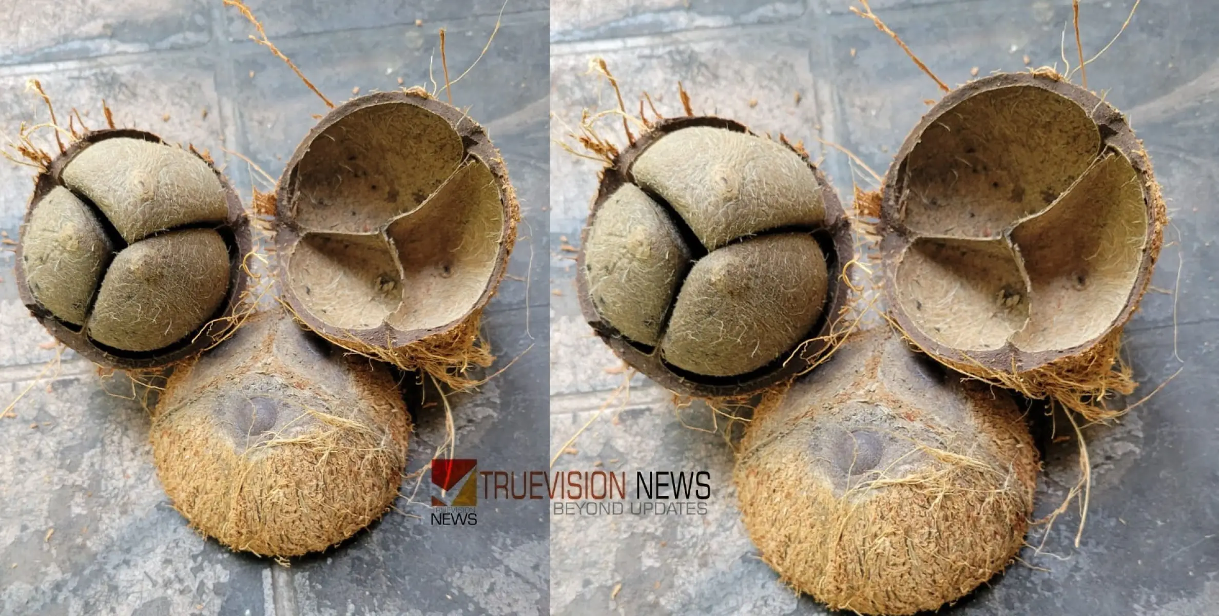 #coconut | ഒരു ചിരട്ടയിൽ മൂന്ന് തേങ്ങയോ?; പ്രദേശവാസികൾക്ക് കൗതുകമായി കുഞ്ഞമ്മദിന്റെ വീട്ടിൽ പൊട്ടിച്ച തേങ്ങ