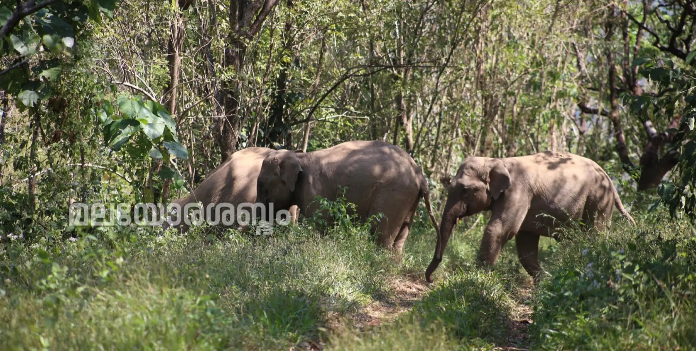 ശാന്തിഗിരി രാമച്ചി ജനവാസമേഖലയിൽ ഭീതി വിതച്ച കാട്ടാനക്കൂട്ടത്തെ കാട്ടിലേക്ക് തുരത്തി