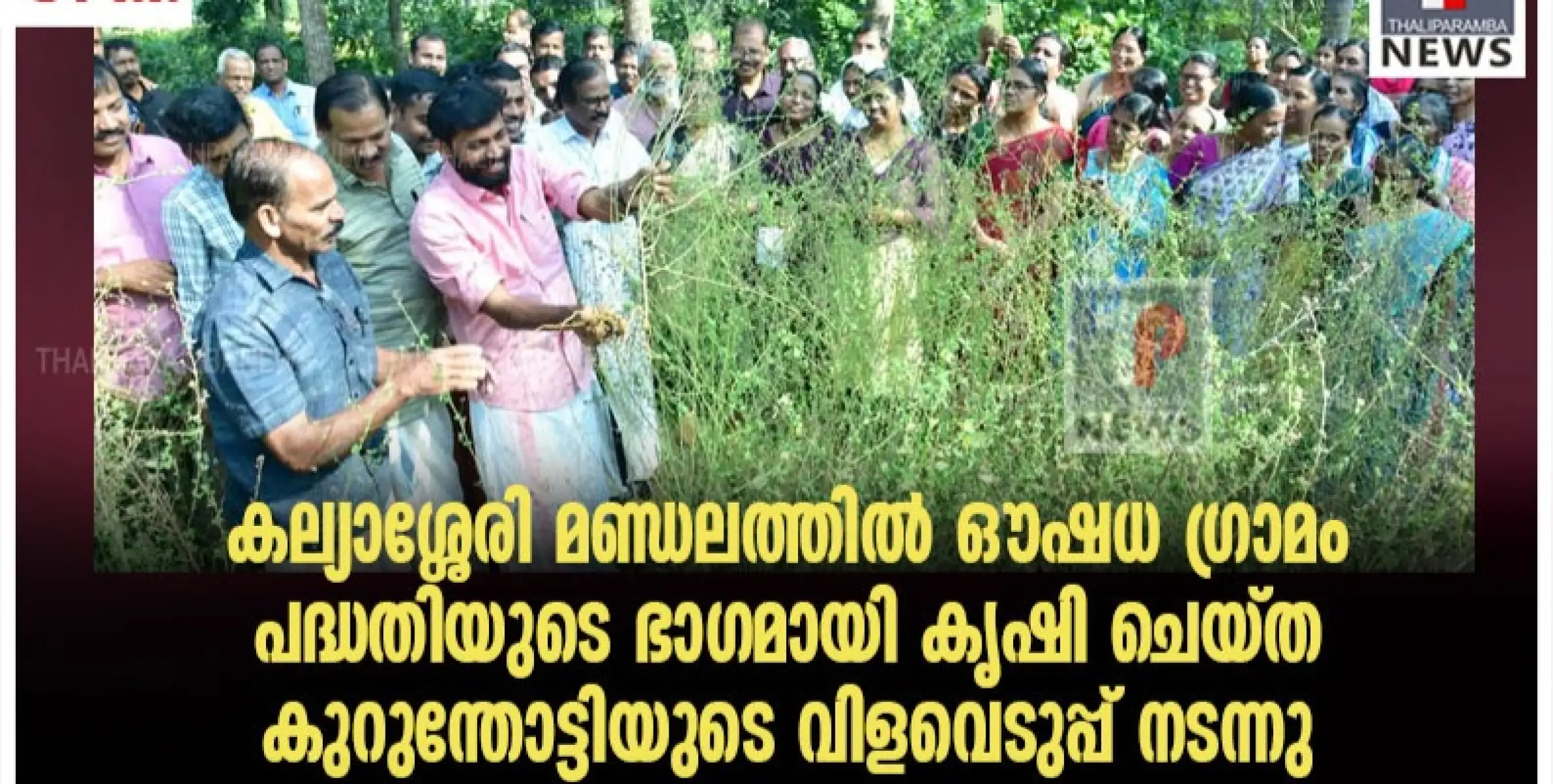 കല്യാശ്ശേരി മണ്ഡലത്തിൽ ഔഷധ ഗ്രാമം രണ്ടാംഘട്ട  പദ്ധതിയുടെ ഭാഗമായി കൃഷി ചെയ്ത കുറുന്തോട്ടിയുടെ വിളവെടുപ്പ് നടന്നു