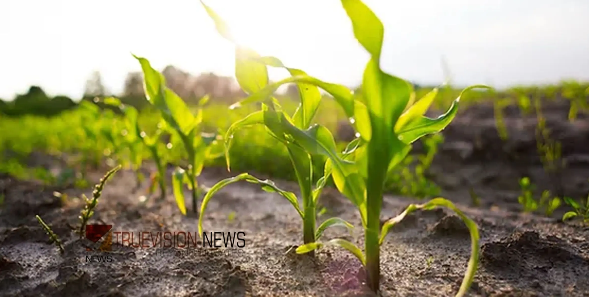 #vegetablefarmingcampaign | കർഷക കൺവൻഷൻ; സംയോജിത പച്ചക്കറി കൃഷി ക്യാമ്പയിന്റെ ഭാഗമായി വിഷരഹിത കൃഷിയ്ക്ക് തുടക്കമിട്ടു 