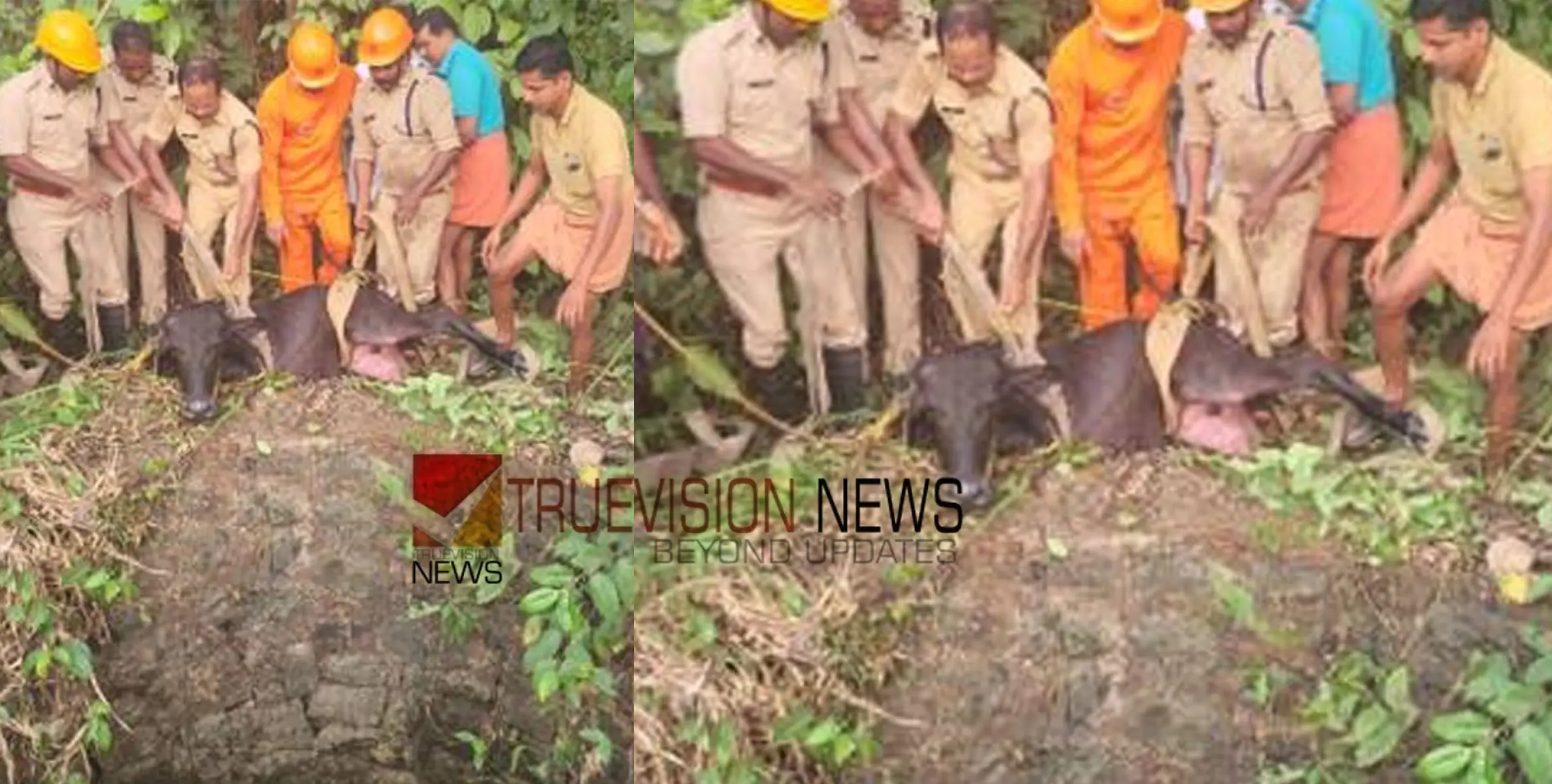  25 അടി താഴ്ചയുള്ള പഞ്ചായത്ത് കിണറ്റില്‍ കുടുങ്ങി പോത്ത്; രക്ഷകരായത് അഗ്നിരക്ഷാ സേന