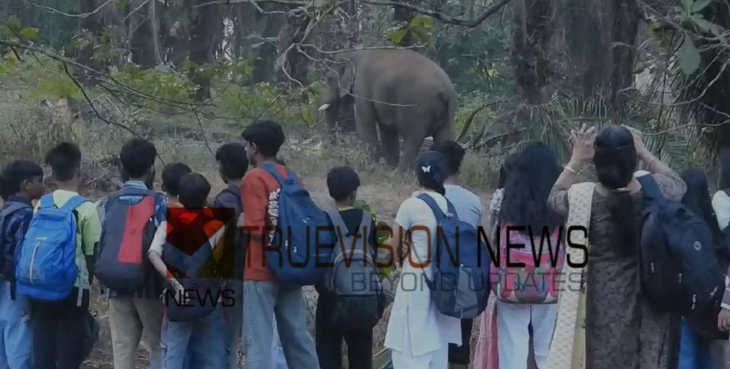 കാട്ടാനയ്ക്ക് പിന്നില്‍ കുട്ടികളെ ഇറക്കി നിർത്തി അധ്യാപകർ; നാട്ടുകാർ ഇടപെട്ട് പിന്തിരിപ്പിച്ചു