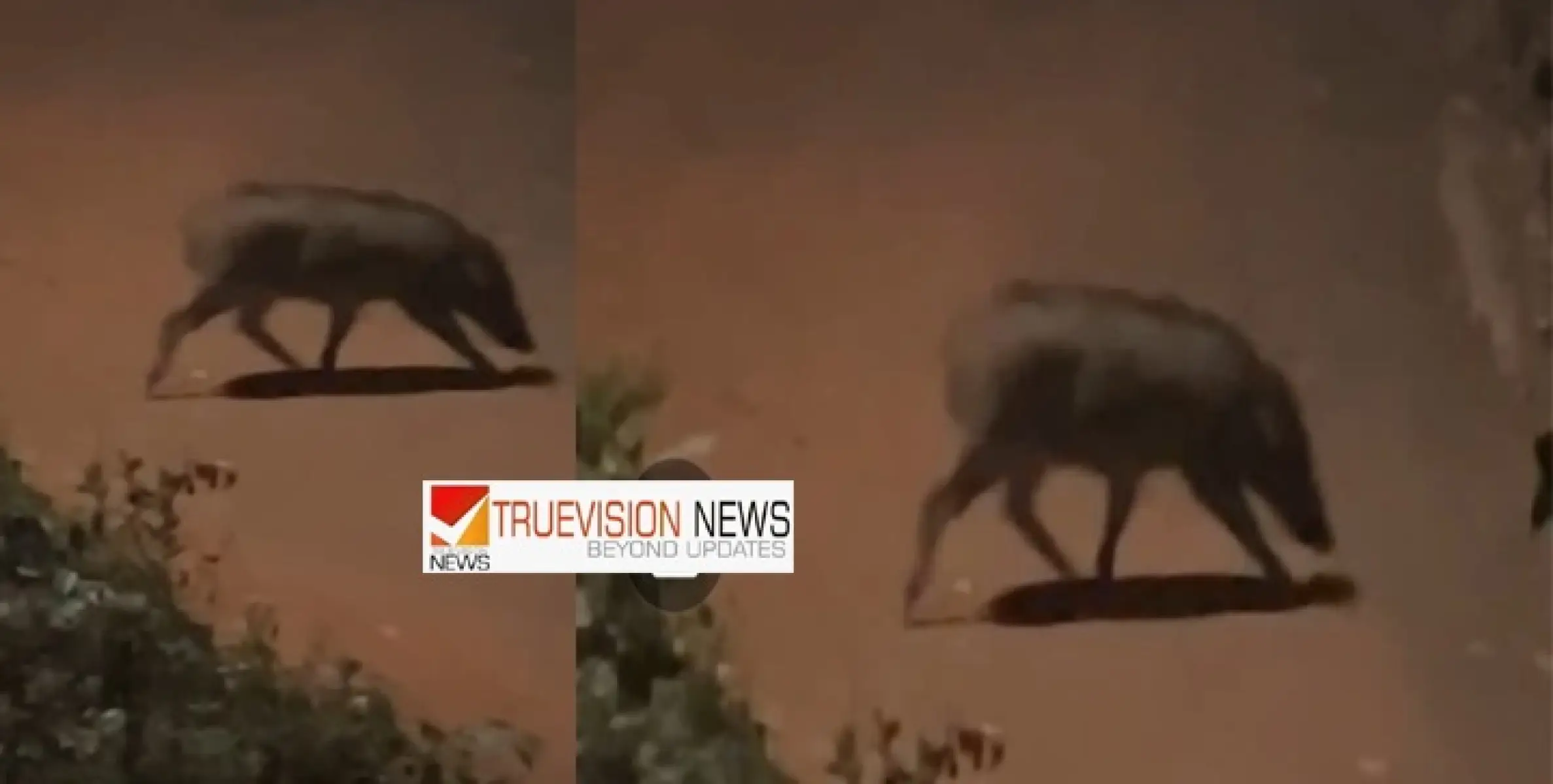 പന്ന്യന്നൂർ - ചമ്പാട് പ്രദേശത്തുകാർ  ശ്രദ്ധിക്കുക ; ഭീതി പരത്തി കൂറ്റൻ കാട്ടുപന്നി