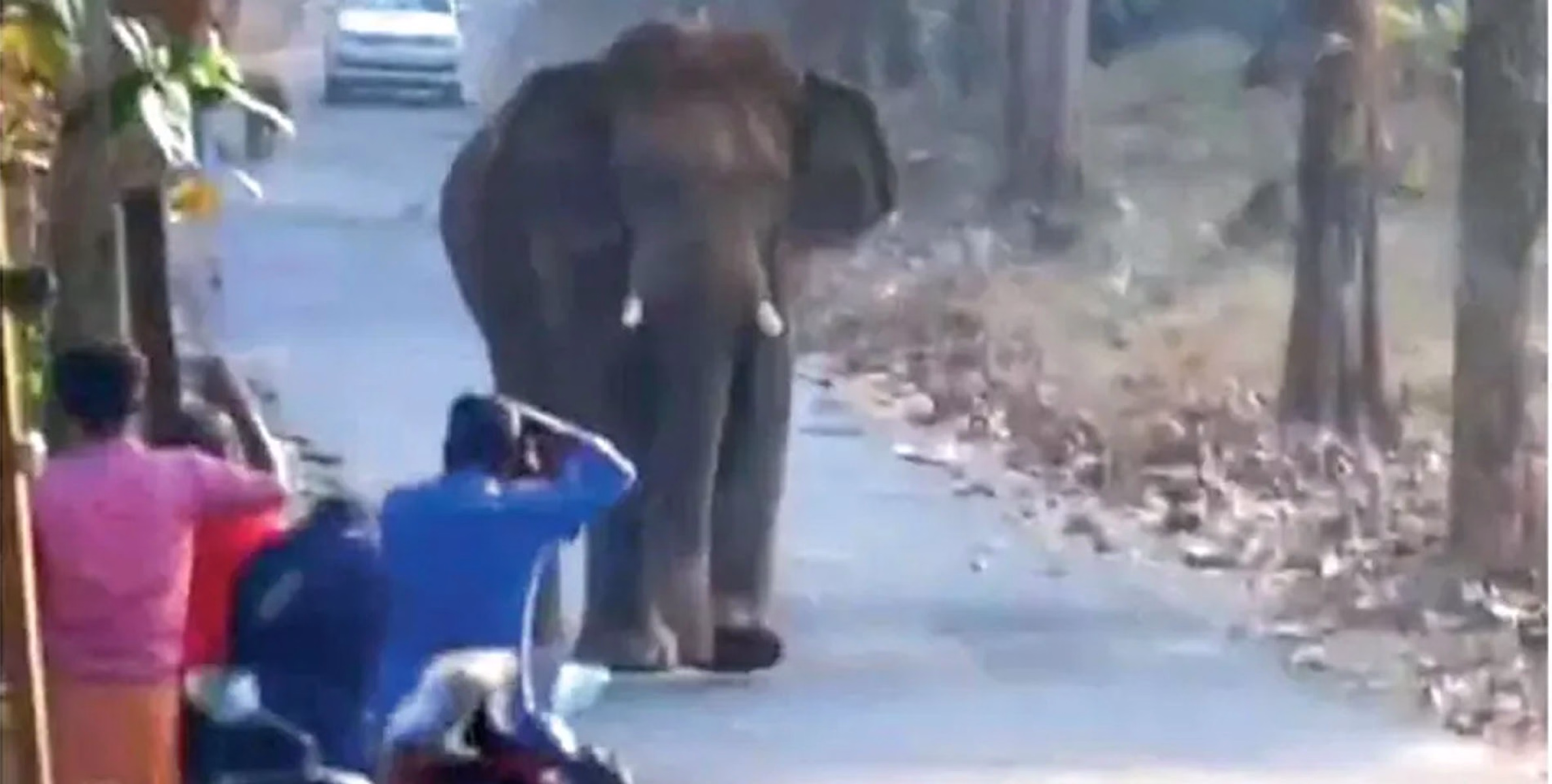 #wildelephant | കാട്ടാനകളെ പകർത്താൻ തിക്കിത്തിരക്കി യൂട്യൂബര്‍മാർ 