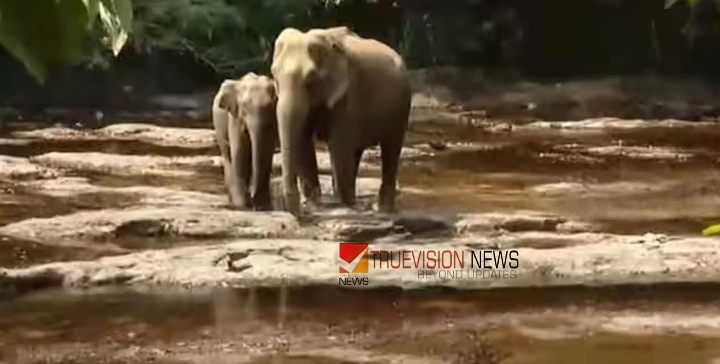  അവശനിലയിൽ കണ്ടെത്തിയ കാട്ടാന ചരിഞ്ഞു; 35 വയസ്സ് പ്രായമുള്ള ആനയാണെന്ന് വനംവകുപ്പ് 