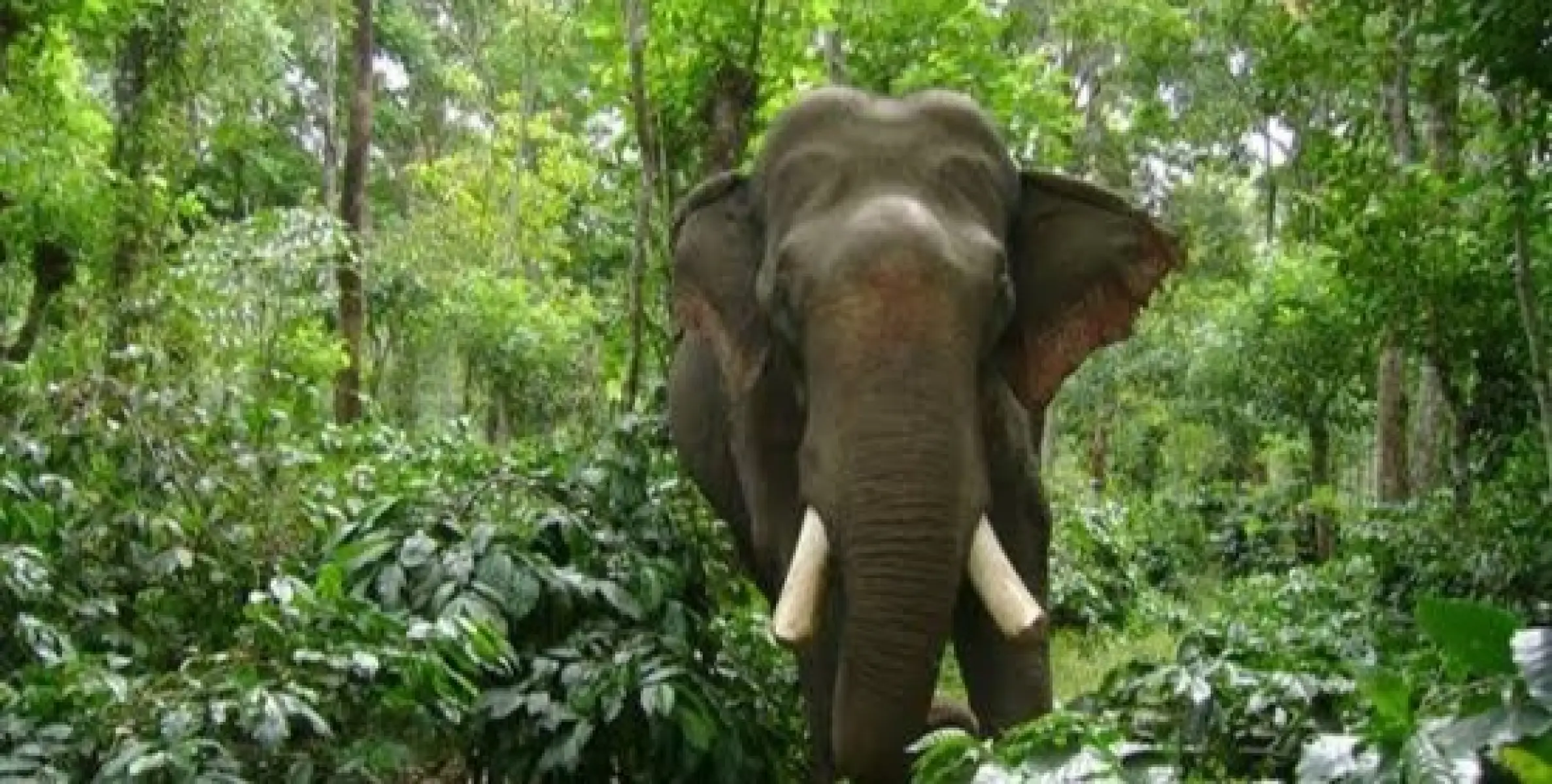വയനാട്ടിൽ വീണ്ടും കാട്ടാന ആക്രമണം: യുവാവിന് ദാരുണാന്ത്യം