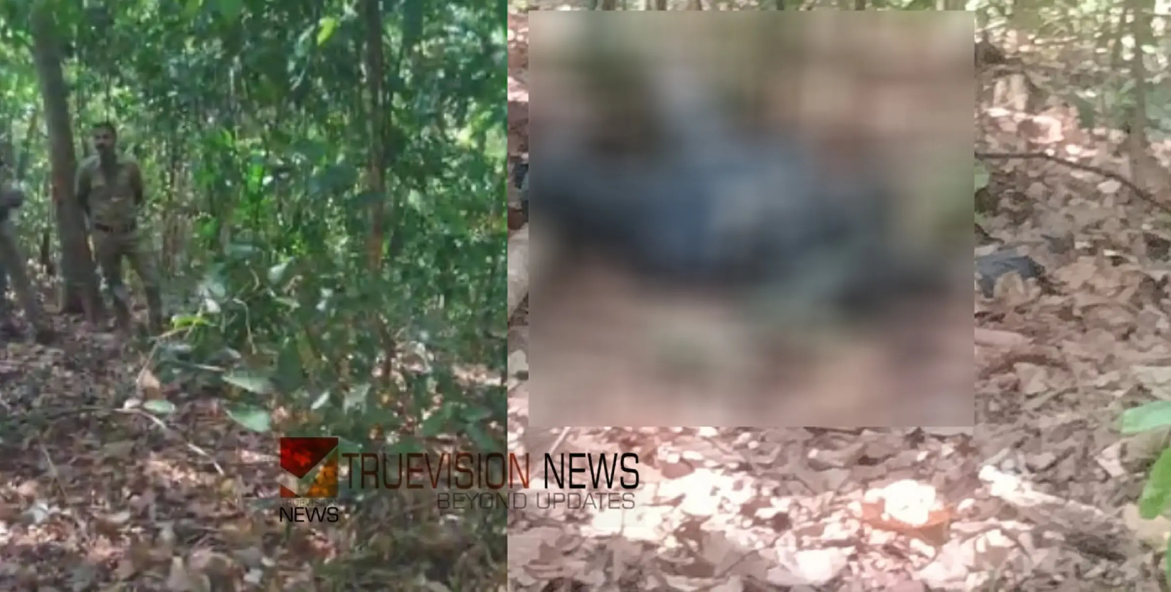 പാലോട് മധ്യവയസ്‌കൻ മരിച്ചത് കാട്ടാനയുടെ ആക്രമണത്തിലെന്ന് സ്ഥിരീകരണം; മൃതദേഹത്തിന് അഞ്ച് ദിവസം പഴക്കം