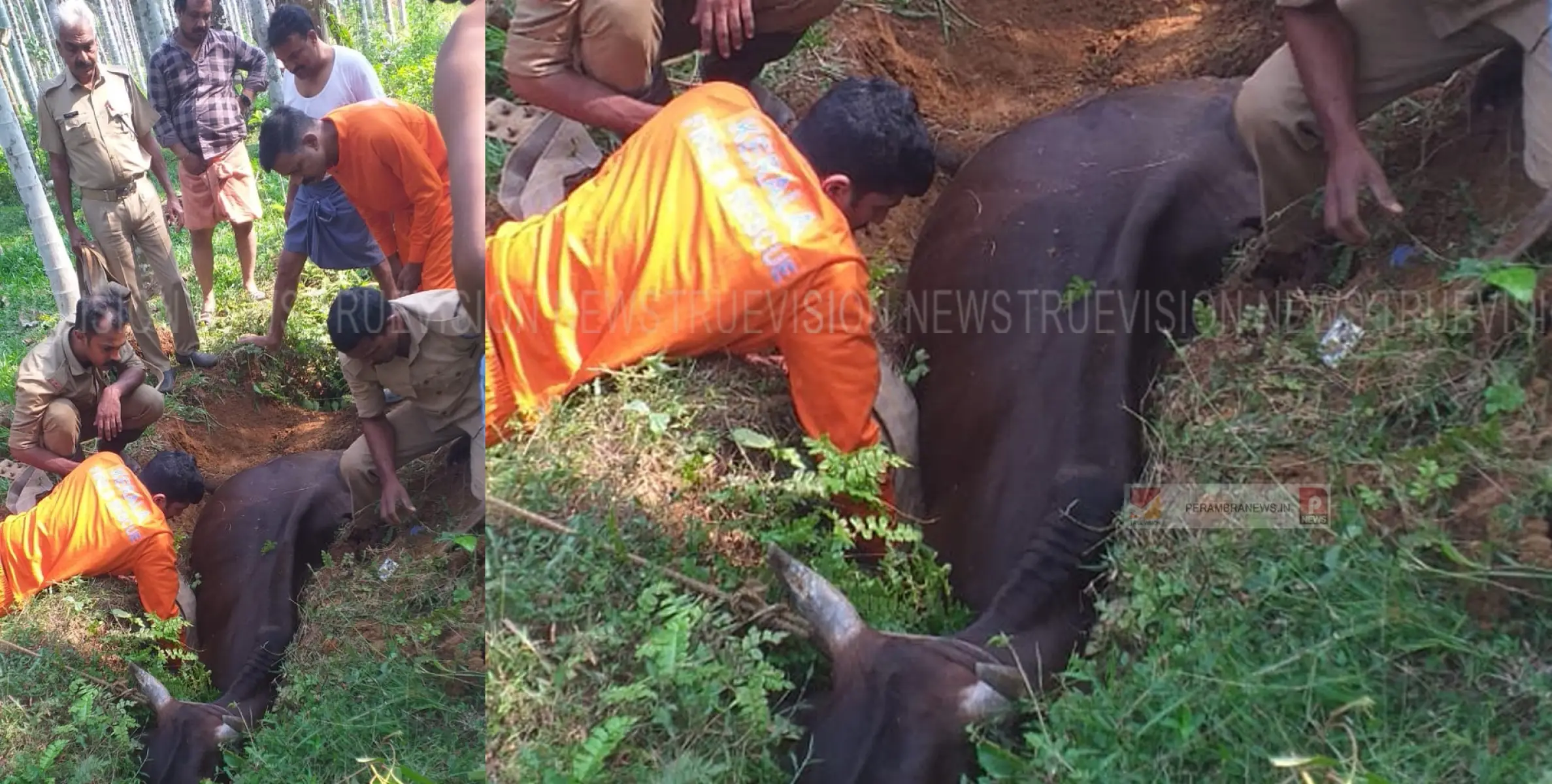 കിടങ്ങില്‍ കുടുങ്ങിയ പശുവിനെ രക്ഷപ്പെടുത്തി പേരാമ്പ്ര അഗ്നി രക്ഷാസേന