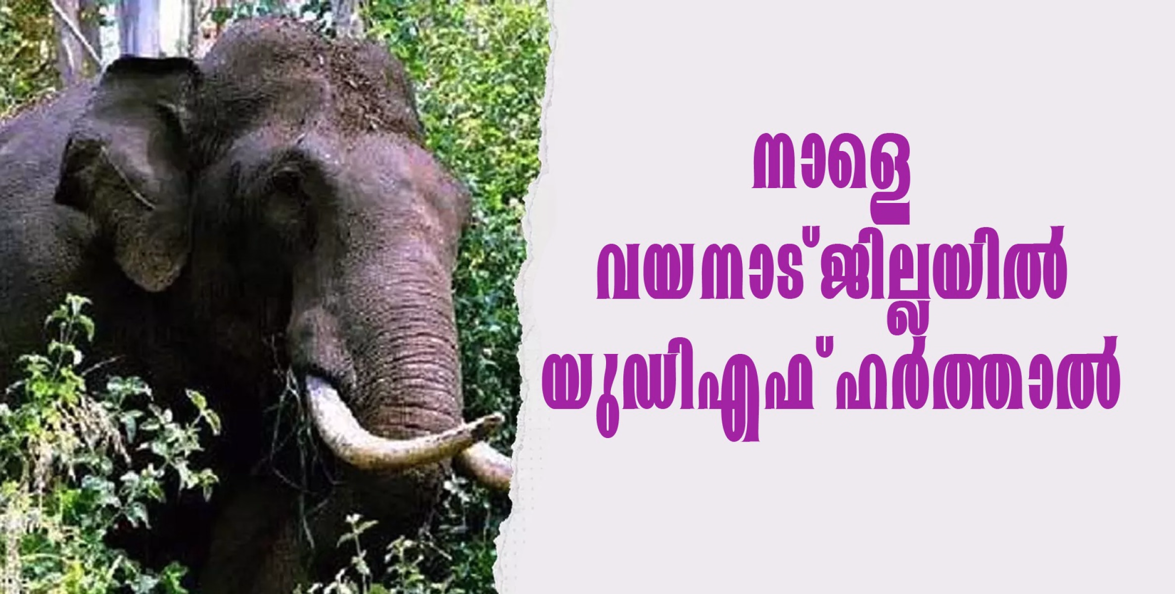 വന്യജീവി ആക്രമണത്തില്‍ പ്രതിഷേധിച്ച് നാളെ വയനാട് ജില്ലയില്‍ ഹര്‍ത്താല്‍......