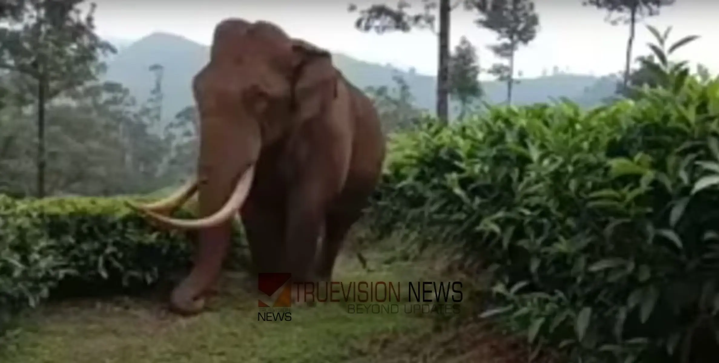 മൂന്നാറിൽ വീണ്ടും കാട്ടാന ആക്രമണം; ഇരുചക്രവാഹനത്തിൽ സഞ്ചരിച്ച സ്ത്രീയെ പടയപ്പ എടുത്തെറിഞ്ഞു, ഇടുപ്പെല്ല് പൊട്ടി