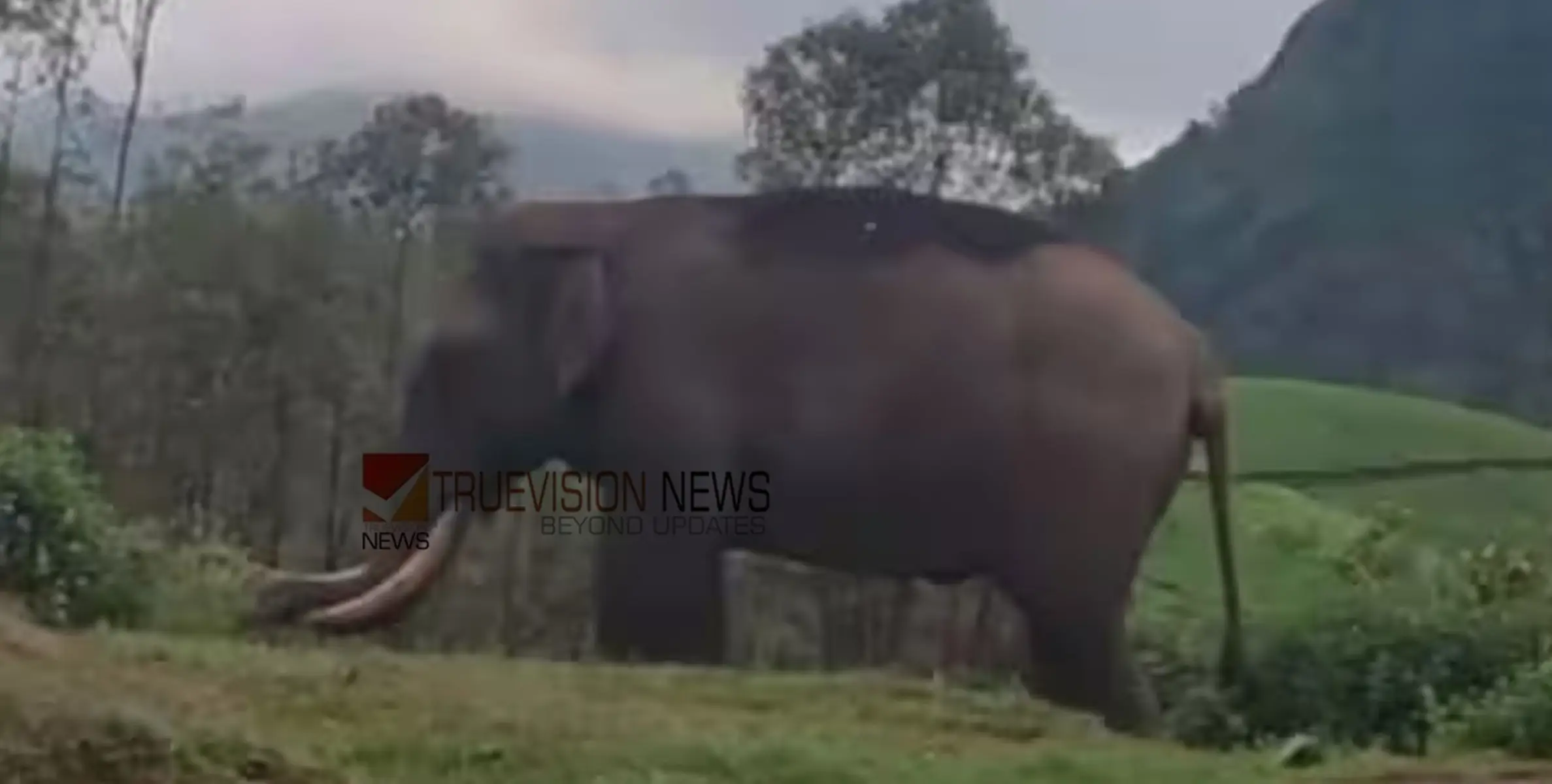 പടയപ്പയ്ക്ക് മദപ്പാട് സ്ഥിരീകരിച്ചു; നിരീക്ഷിക്കാൻ അഞ്ചംഗ സംഘം, പ്രത്യേക വാച്ചര്‍മാരെ ഏര്‍പ്പെടുത്തി