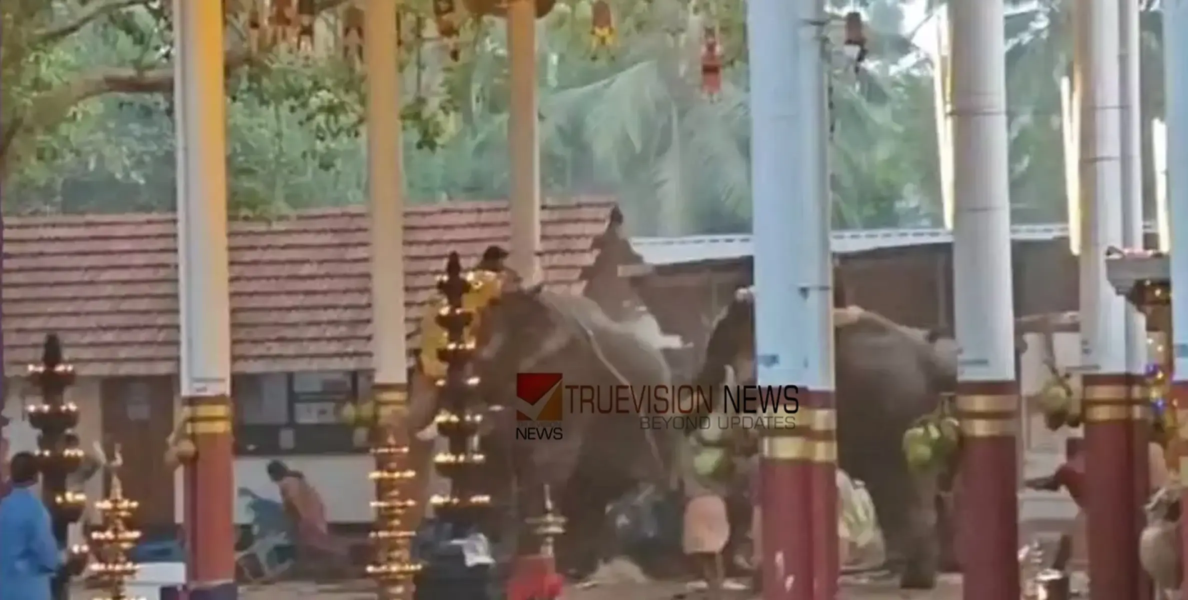 കൊയിലാണ്ടിയില്‍ ക്ഷേത്രോത്സവത്തിനിടെ ആന ഇടഞ്ഞ സംഭവം; നാട്ടാനപരിപാലനച്ചട്ടം ലംഘിച്ചെന്ന് റിപ്പോര്‍ട്ട്