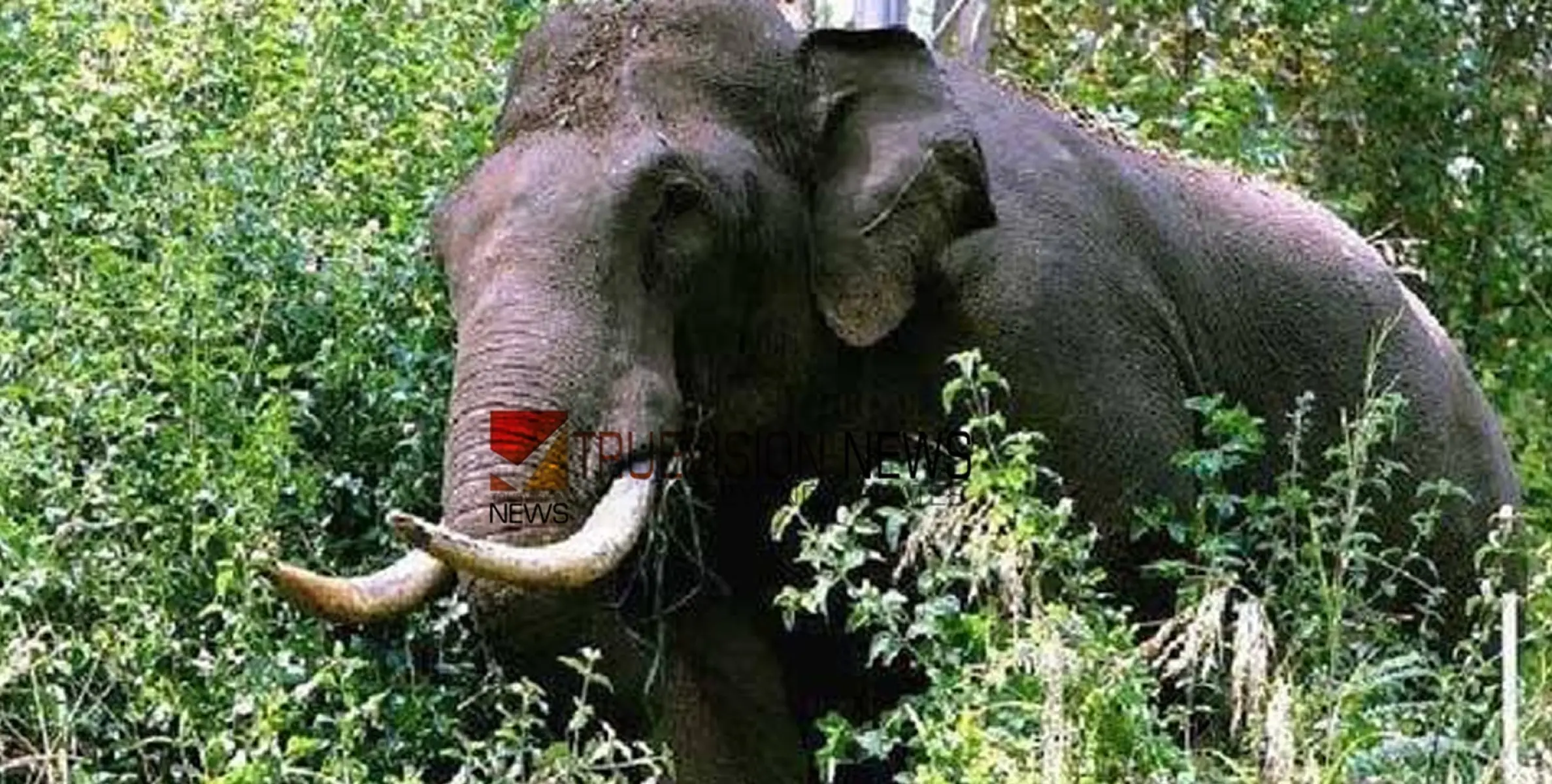 പട്ടാപ്പകൽ അങ്കണവാടി വരെ കാട്ടാനയെത്തി; കുട്ടികളെ വീടിനു പുറത്തേക്ക് വിടാൻ ഭയമെന്ന് അമ്മമാർ