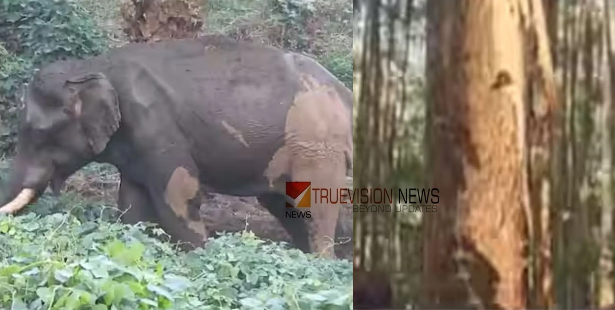 മസ്തകത്തിന് പരിക്കേറ്റ ആനയുടെ ചികിത്സക്കായി കൂട് നിർമ്മിക്കും; കുംകിയാന നാളെ എത്തും 