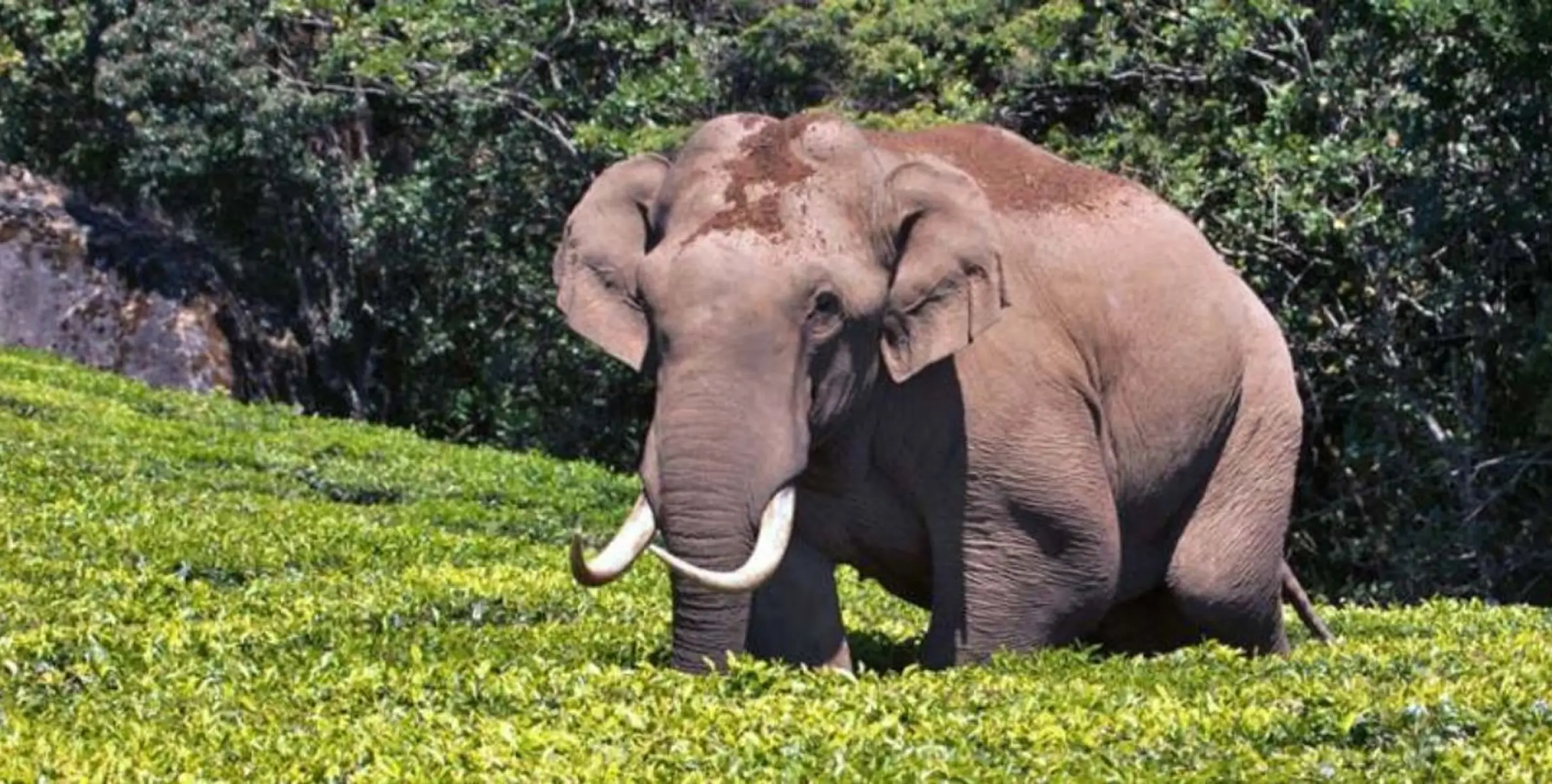 മൂന്നാറിൽ വീണ്ടും പടയപ്പയുടെ ആക്രമണം; ബൈക്ക് യാത്രികർക്ക് പരിക്ക്.