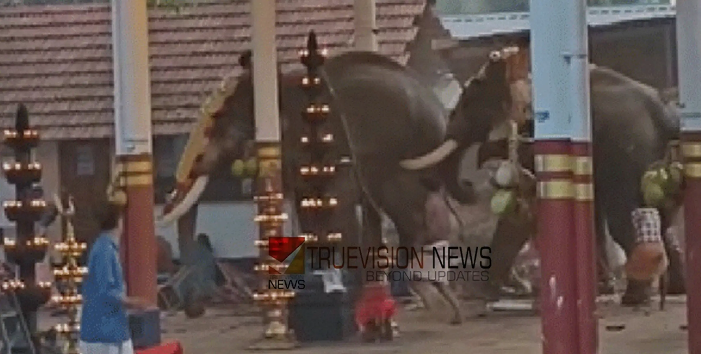 കൊയിലാണ്ടി ഉത്സവത്തിനിടെ ആനയിടഞ്ഞ സംഭവം: കുത്തേറ്റ കൊമ്പൻ ​ഗോകുലിൻ്റെ ആരോ​ഗ്യനിലയിൽ പുരോ​ഗതി