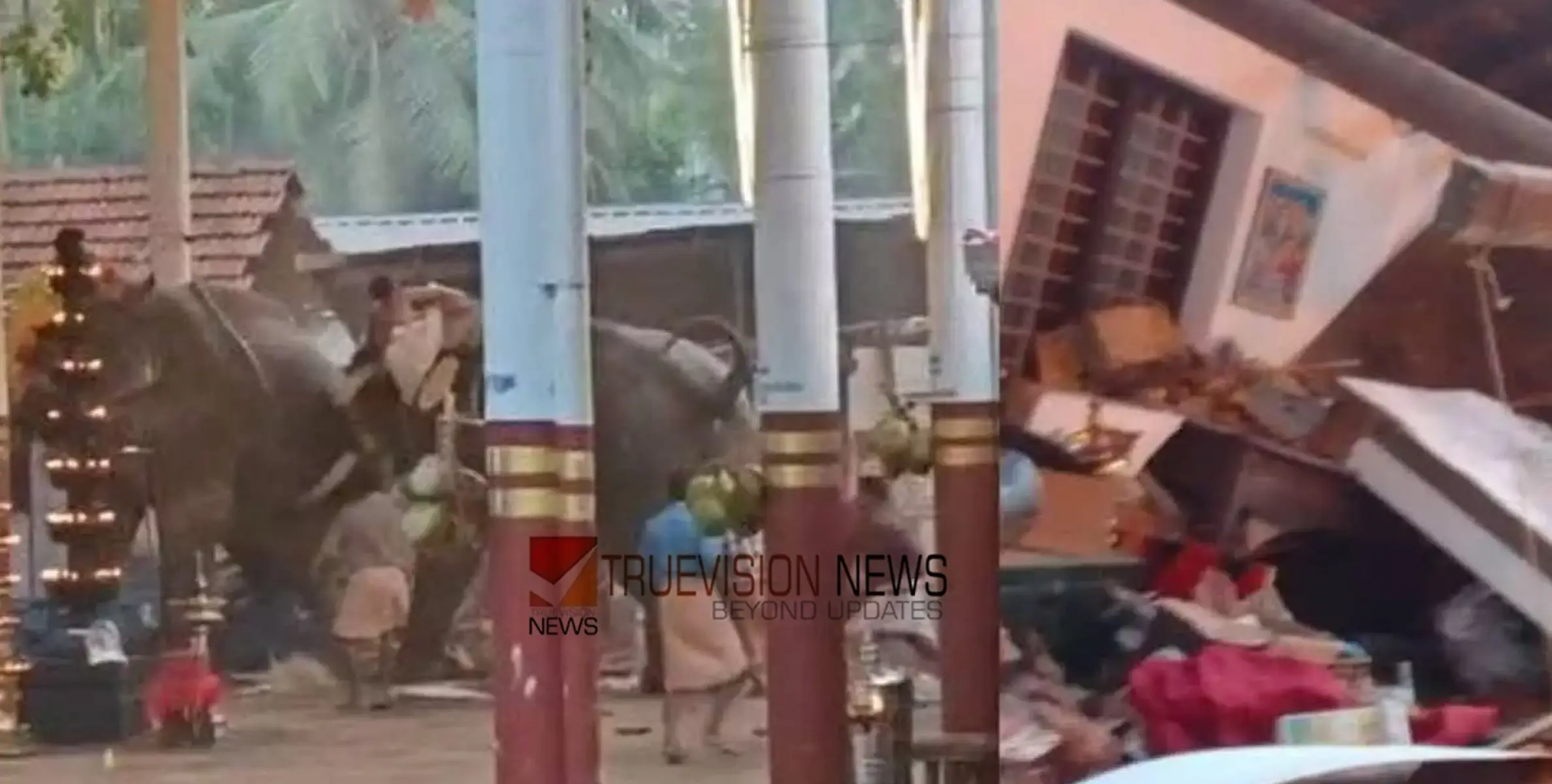 കൊയിലാണ്ടിയിൽ ആന ഇടഞ്ഞ സംഭവം: ഗുരുവായൂർ പീതാംബരന്റെ രക്തസാമ്പിൾ രാസപരിശോധനയ്ക്ക് അയച്ചു