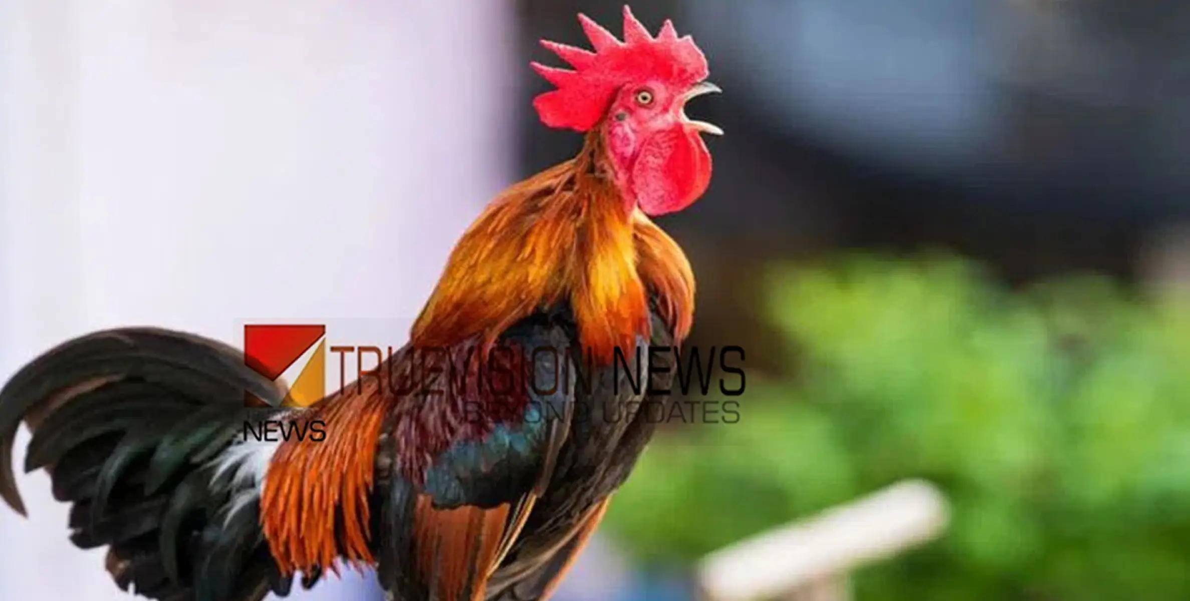 പുലർച്ചെ മുതൽ പൂവൻകോഴിയുടെ കൂവൽ ഉറങ്ങുന്നതിന് തടസം; കോഴിക്കൂട് മാറ്റാൻ ഉത്തരവിട്ട് ആർഡിഒ