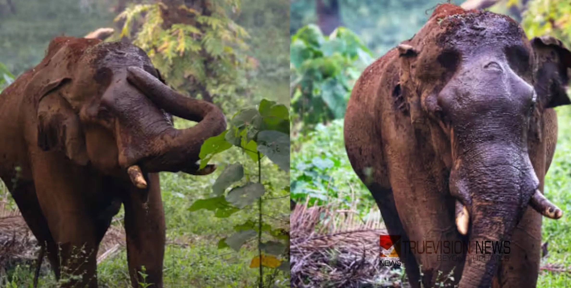 മസ്തകത്തിന് മുറിവേറ്റ ആനയുടെ ആരോഗ്യം അതീവ ഗുരുതരം; നാളെ തന്നെ ദൗത്യം തുടങ്ങുമെന്ന് വനംവകുപ്പ്