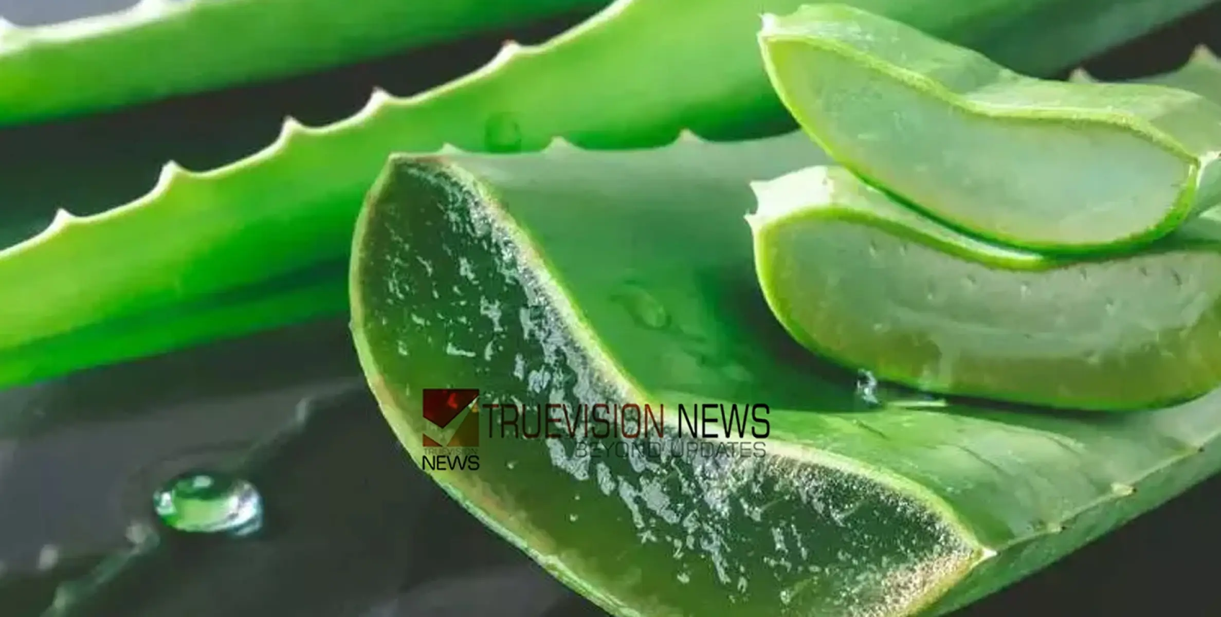 മുഖം തിളങ്ങാൻ കറ്റാ‍ർവാഴ ഫെയ്‌സ് മാസ്‌കുകള്‍; ഇതൊന്ന് പരീക്ഷിച്ച് നോക്കൂ ...