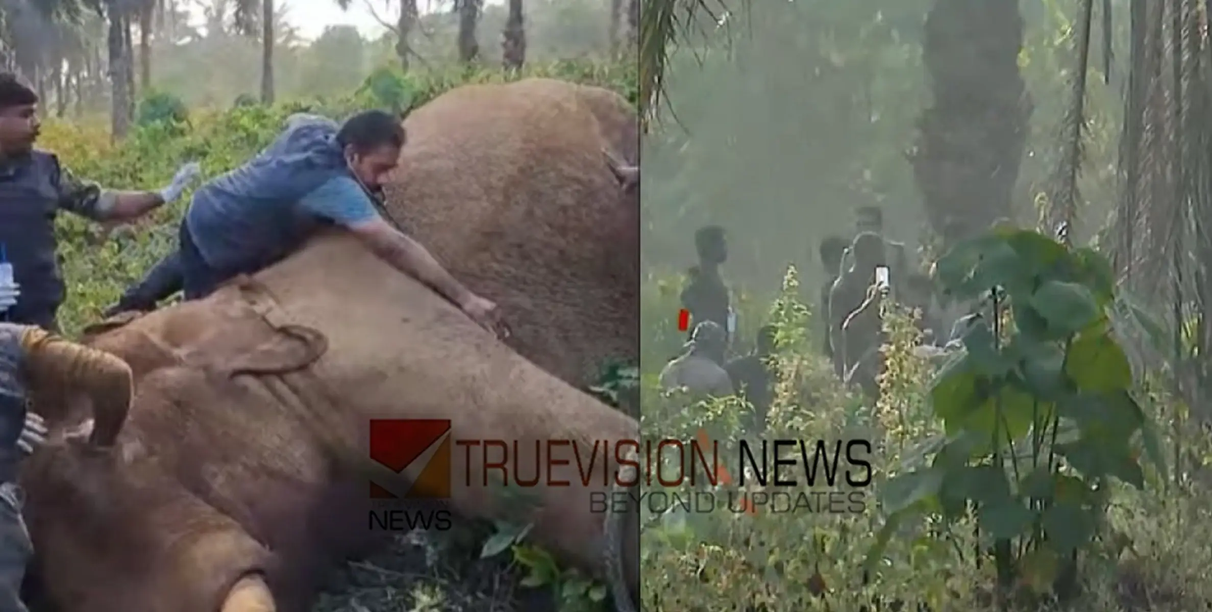 അതിരപ്പിള്ളിയില്‍ മയക്കുവെടിവെച്ച ആന മയങ്ങിവീണു; ആരോഗ്യസ്ഥിതിയില്‍ ആശങ്ക