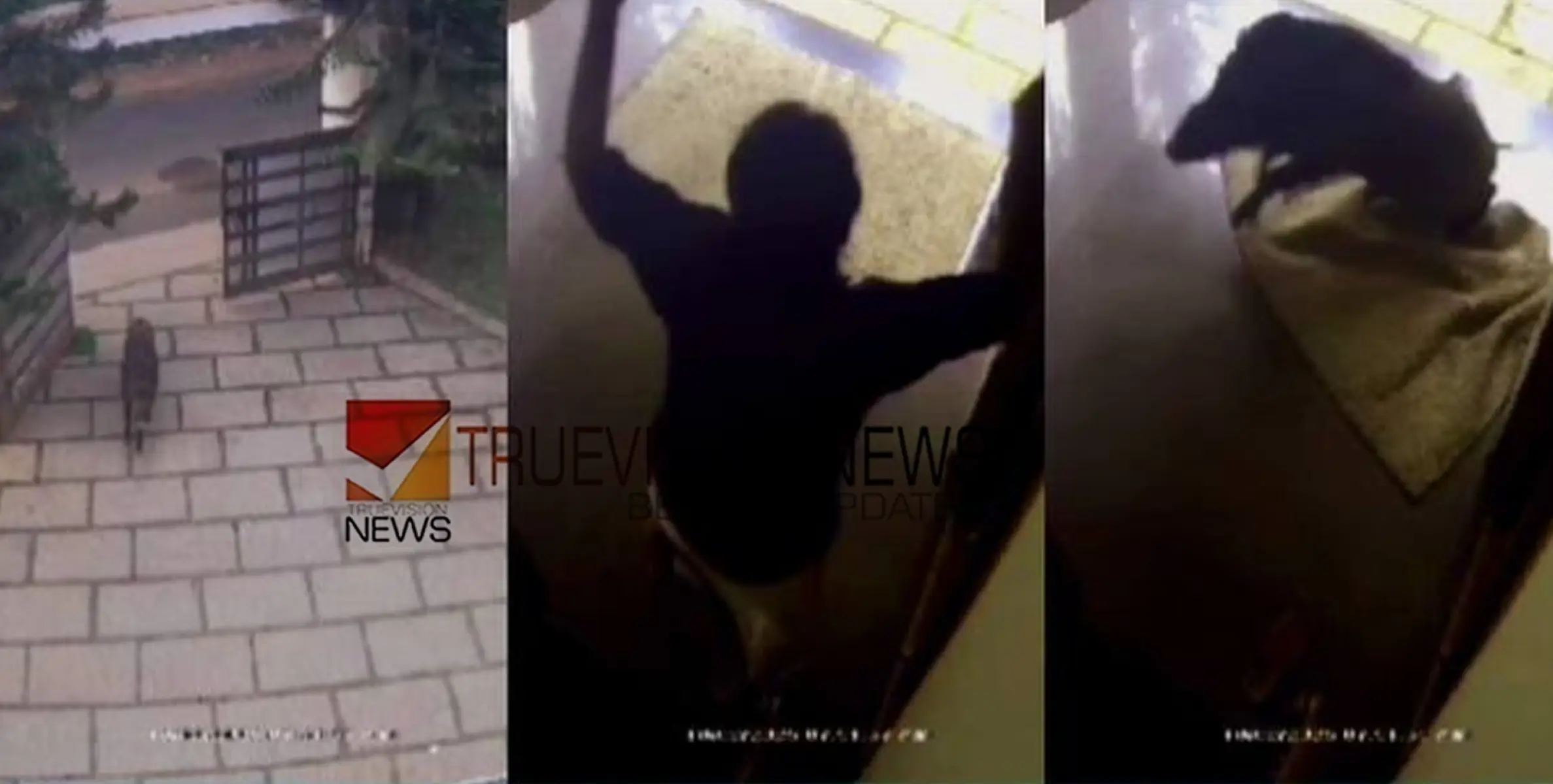 കോഴിക്കോട് കാട്ടുപന്നി ആക്രമണം; യുവാവ് രക്ഷപ്പെട്ടത് തലനാരിഴയ്ക്ക്
