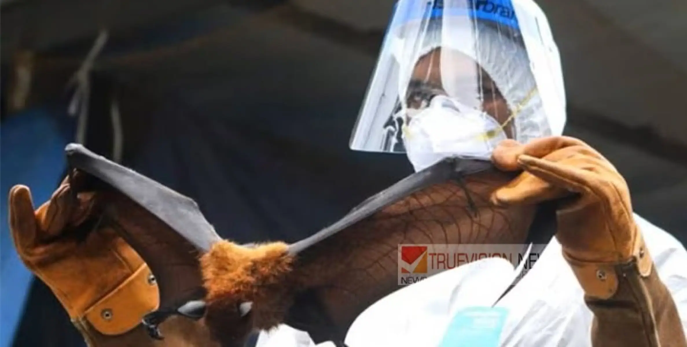 നി​പ ബാ​ധയ്​ക്ക് സാ​ധ്യ​ത; ജി​ല്ല​യി​ൽ പൊ​തു​ജ​ന​ങ്ങ​ൾ ജാ​ഗ്ര​ത പു​ല​ർ​ത്ത​ണ​മെ​ന്ന് ജി​ല്ല മെ​ഡി​ക്ക​ൽ ഓ​ഫി​സ​ർ