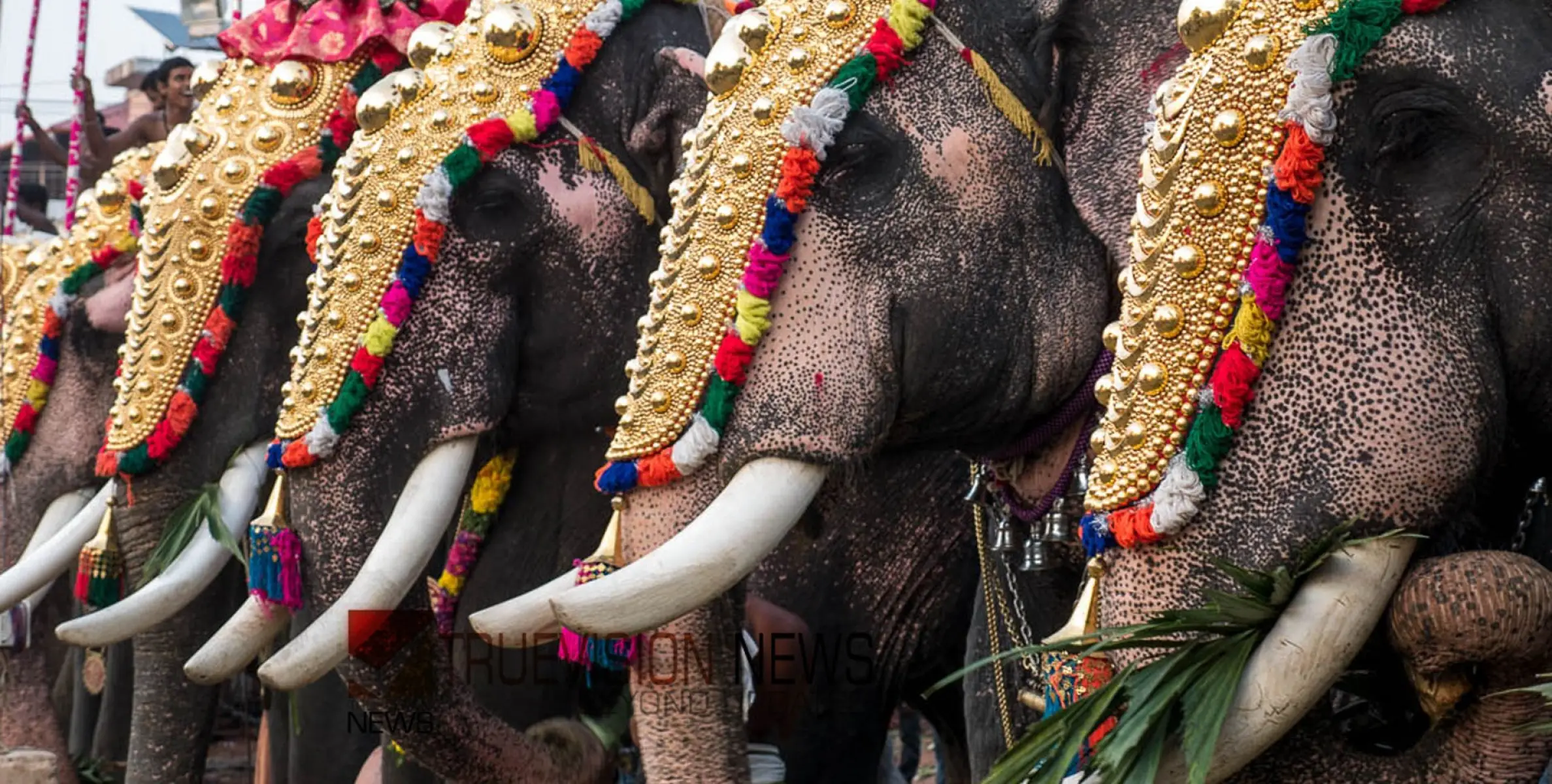   കോഴിക്കോട് ജില്ലയിലെ ആന എഴുന്നള്ളിപ്പിൽ ഇളവ്; ഒരു ആനയെ വീതം എഴുന്നള്ളിക്കാം