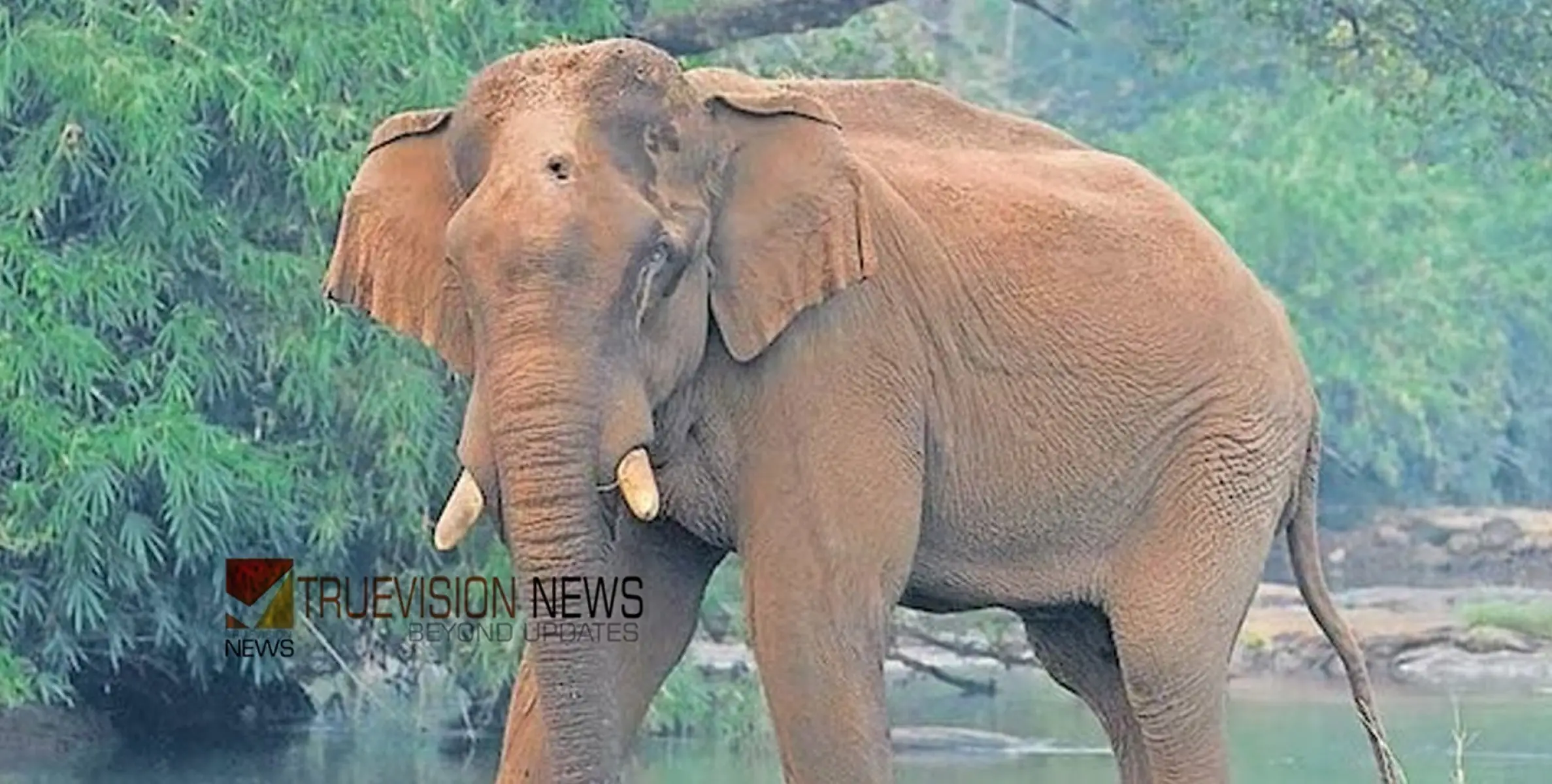 ചികിത്സകൾ വിഫലം; അതിരപ്പള്ളിയിൽ മസ്തകത്തിന് മുറിവേറ്റ കൊമ്പൻ ചരിഞ്ഞു