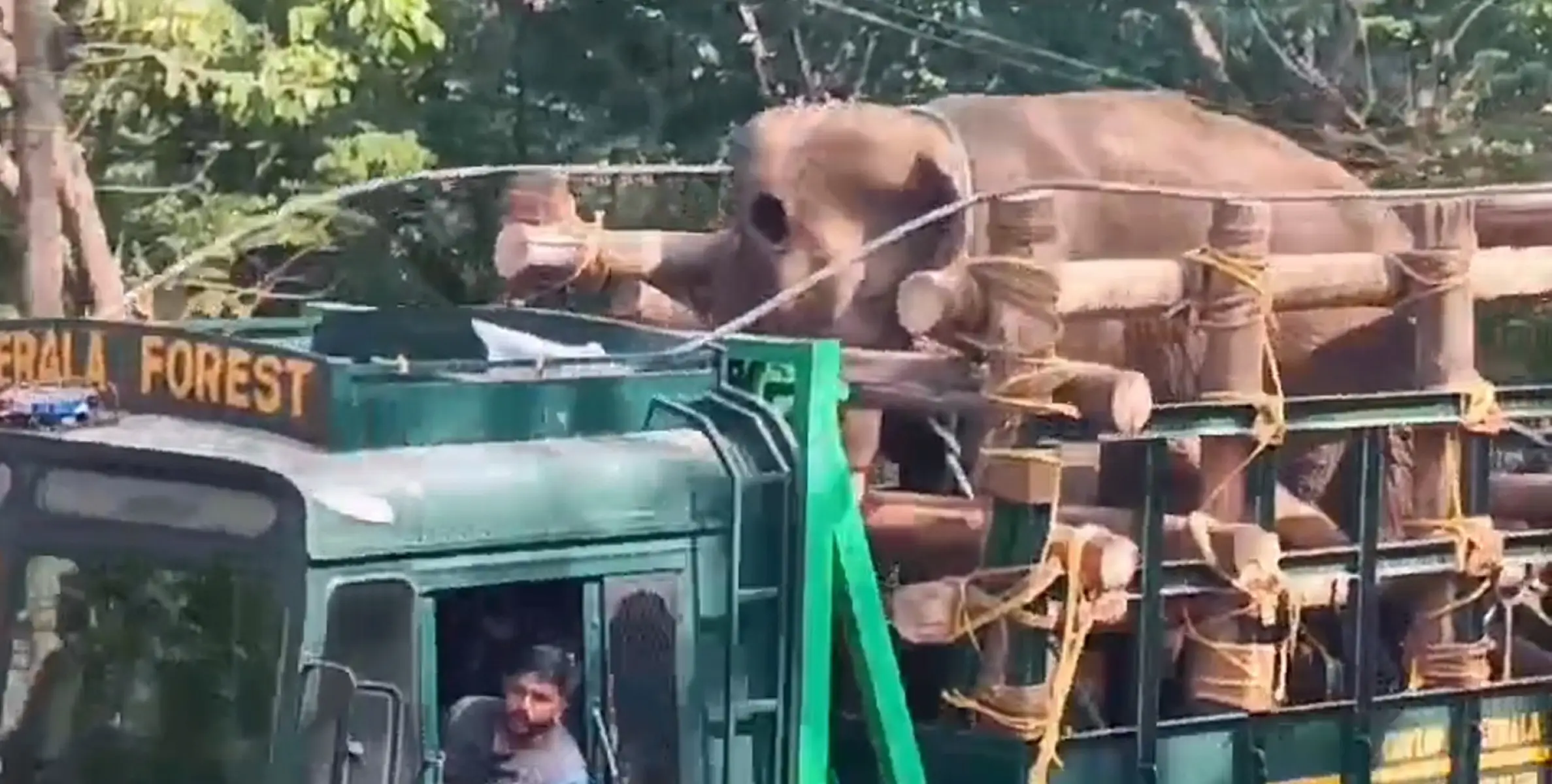 മസ്തകത്തിൽ മുറിവേറ്റ കാട്ടാന ചരിഞ്ഞു. കോടനാട്ട് ചികിത്സയിലിരിക്കെയാണ് ചരിഞ്ഞത്.