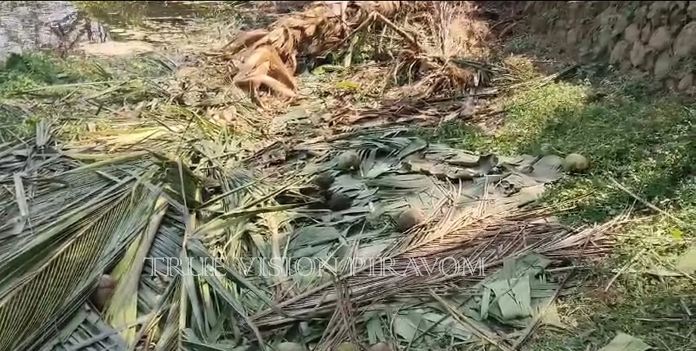 കോതമംഗലം - കുട്ടമ്പുഴ ടൗണിനോട് ചേർന്നുള്ള കൃഷിയിടത്തിൽ കാട്ടാനകളുടെ വിളയാട്ടം; രാത്രിയെത്തിയ കാട്ടാനക്കൂട്ടം ഇന്ന് പുലർച്ചെയാണ് മടങ്ങിയത്.