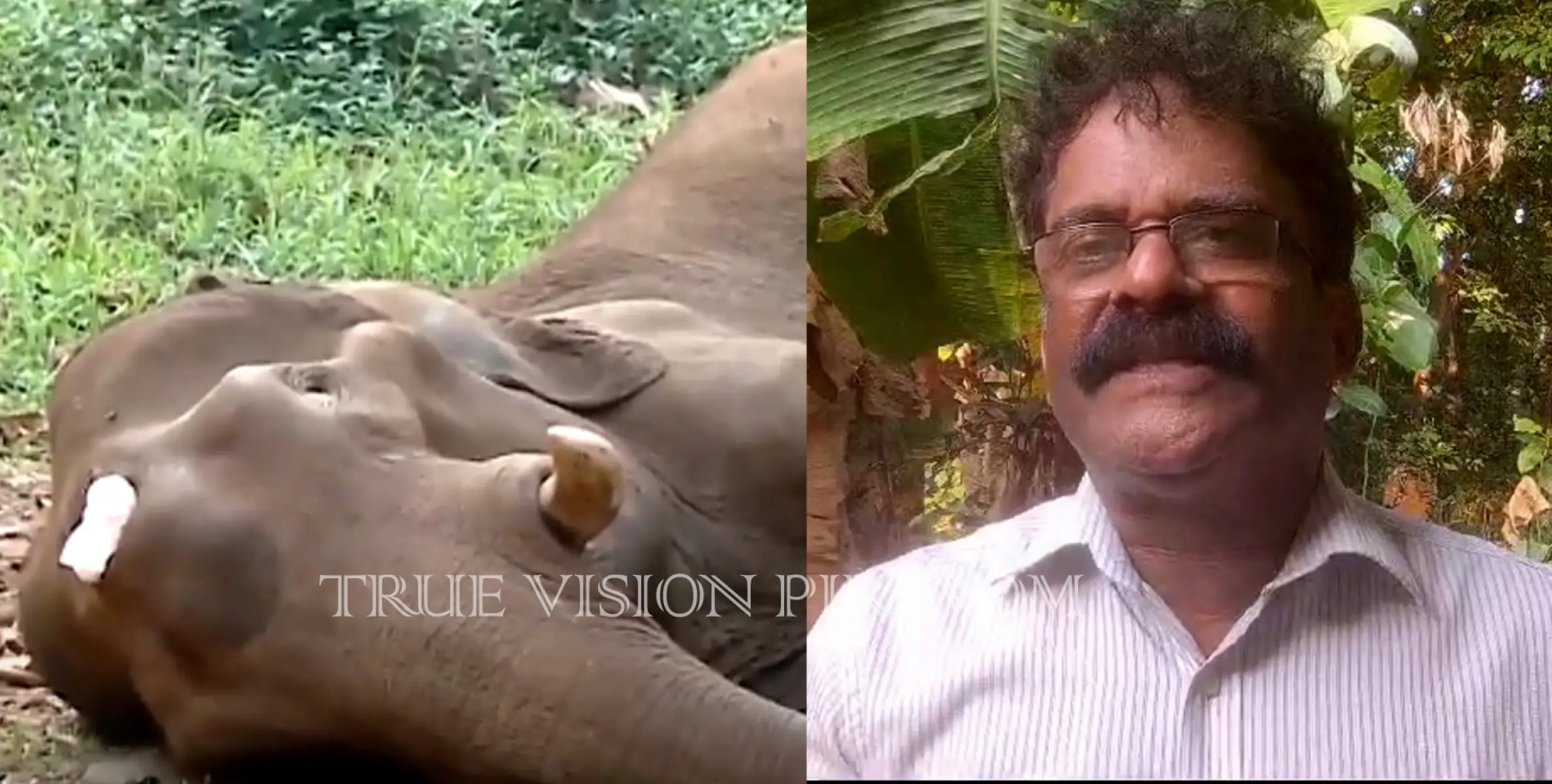 മസ്തകത്തിൽ മുറിവേറ്റ ആന ചെരിഞ്ഞത് വനം വകുപ്പിന്റെ അനാസ്ഥയെന്ന  ആരോപണവുമായി ആനിമൽ ലീഗൻ ഫോഴ്സ് ഭാരവാഹി ഏയ്ഞ്ചൽ നായർ