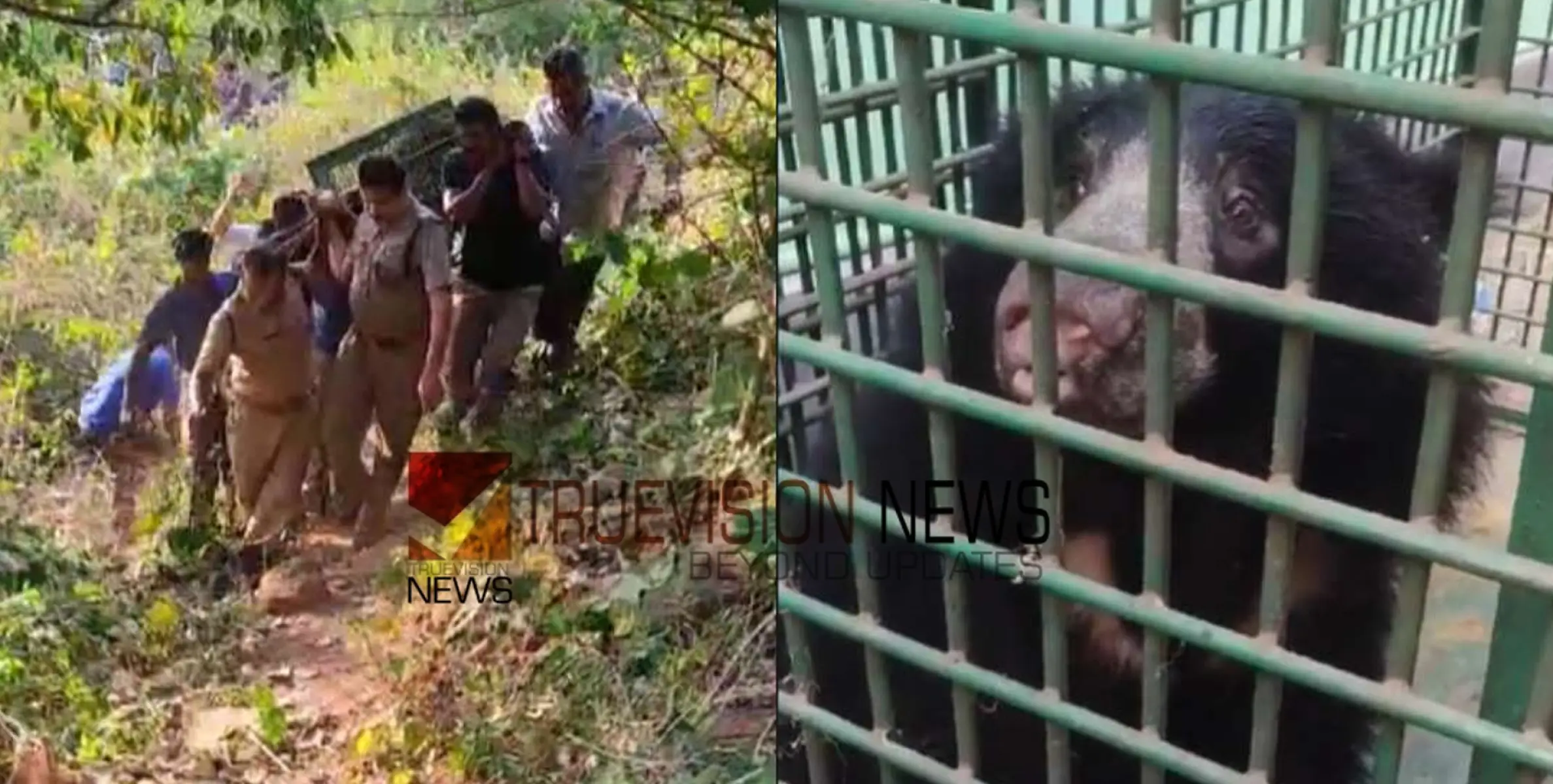 അട്ടപ്പാടിയില്‍ ഇടവാണിയിൽ നിന്നും പരിക്കേറ്റ നിലയില്‍ കണ്ടെത്തിയ കരടി ചത്തു