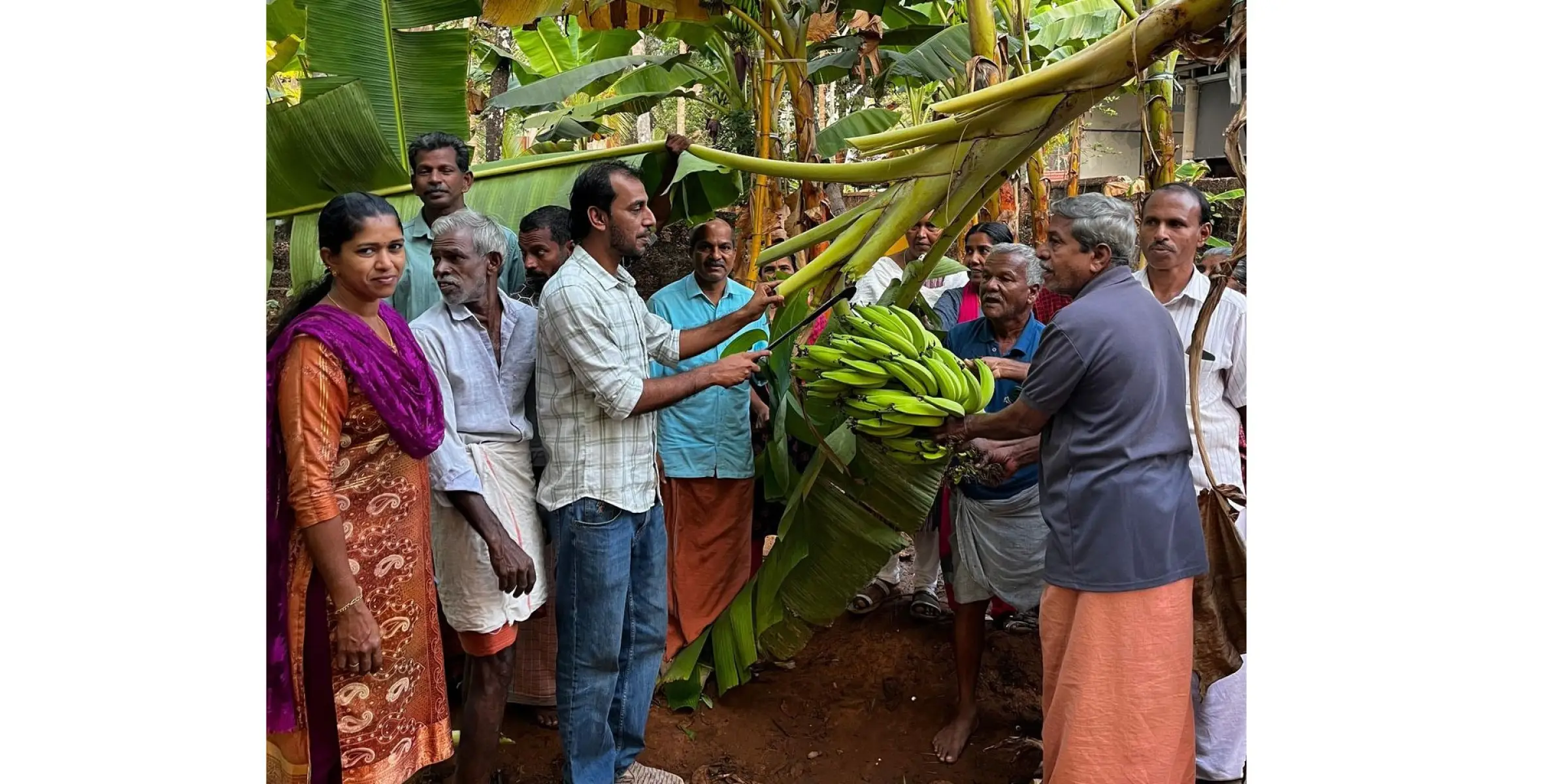 നേന്ത്രവാഴ കൃഷി വിളവെടുപ്പ് സംഘടിപ്പിച്ചു