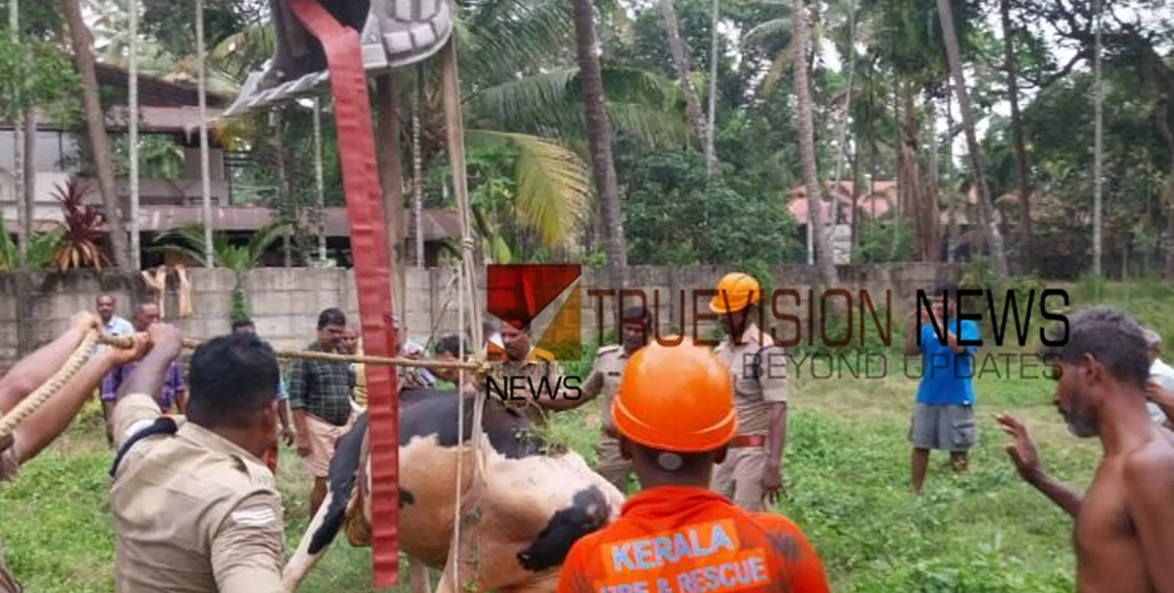 കുളിപ്പിച്ച് തിരിച്ചുകൊണ്ടുവരെ വിരണ്ടോടി കിണറ്റിൽ വീണു,  പശുവിനെ കരയ്ക്കെത്തിച്ച് ഫയർഫോഴ്സ് 