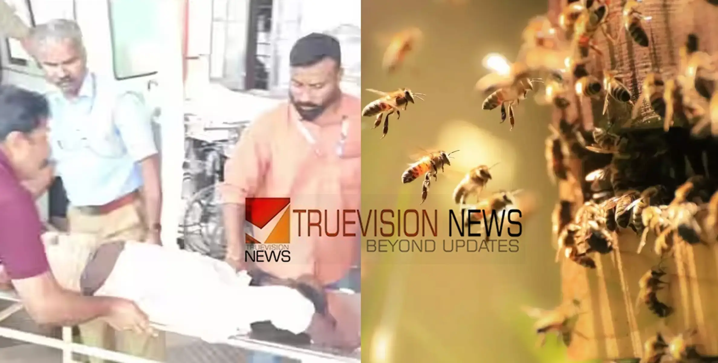 കൃഷിപ്പണിക്കെത്തിയവർക്കുനേരെ കാട്ടുതേനീച്ചയുടെ ആക്രമണം, നാല് പേർക്ക് പരിക്ക് 