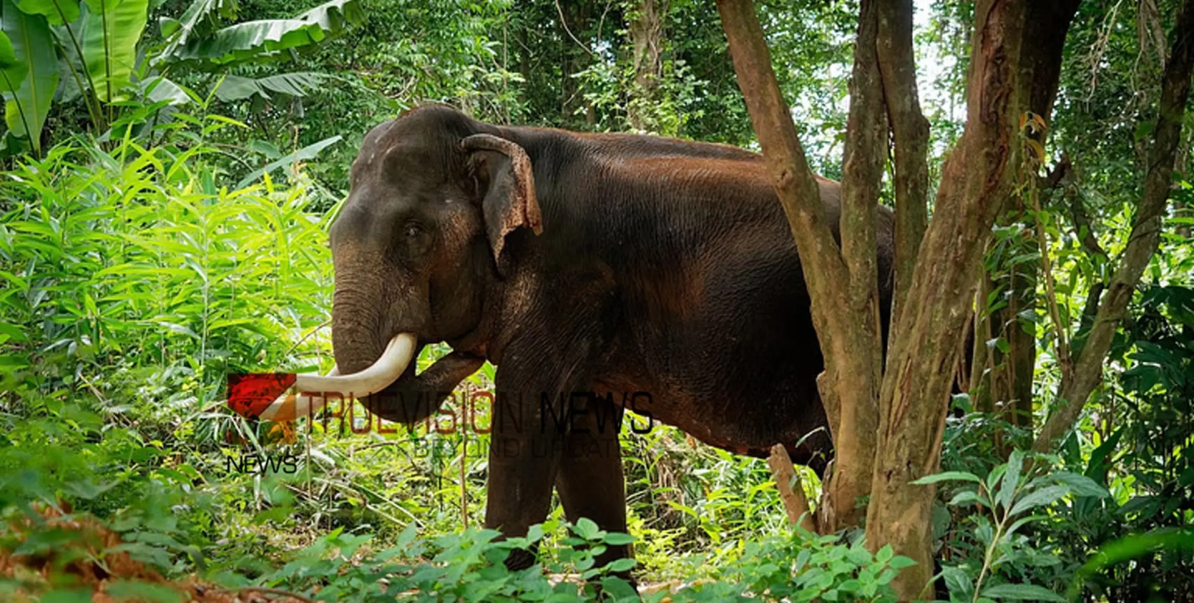 കണ്ണൂർ ആറളം ഫാമിൽ വീണ്ടും കാട്ടാന ആക്രമണം; ചെത്തുതൊഴിലാളിയുടെ വാരിയെല്ലിന് പരിക്ക്