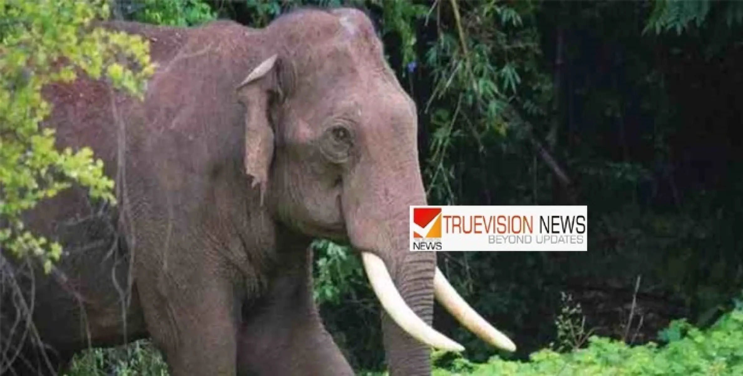 കണ്ണൂർ ആറളം ഫാമിൽ വീണ്ടും കാട്ടാന ആക്രമണം; ചെത്തുതൊഴിലാളിക്ക്  പരിക്ക്
