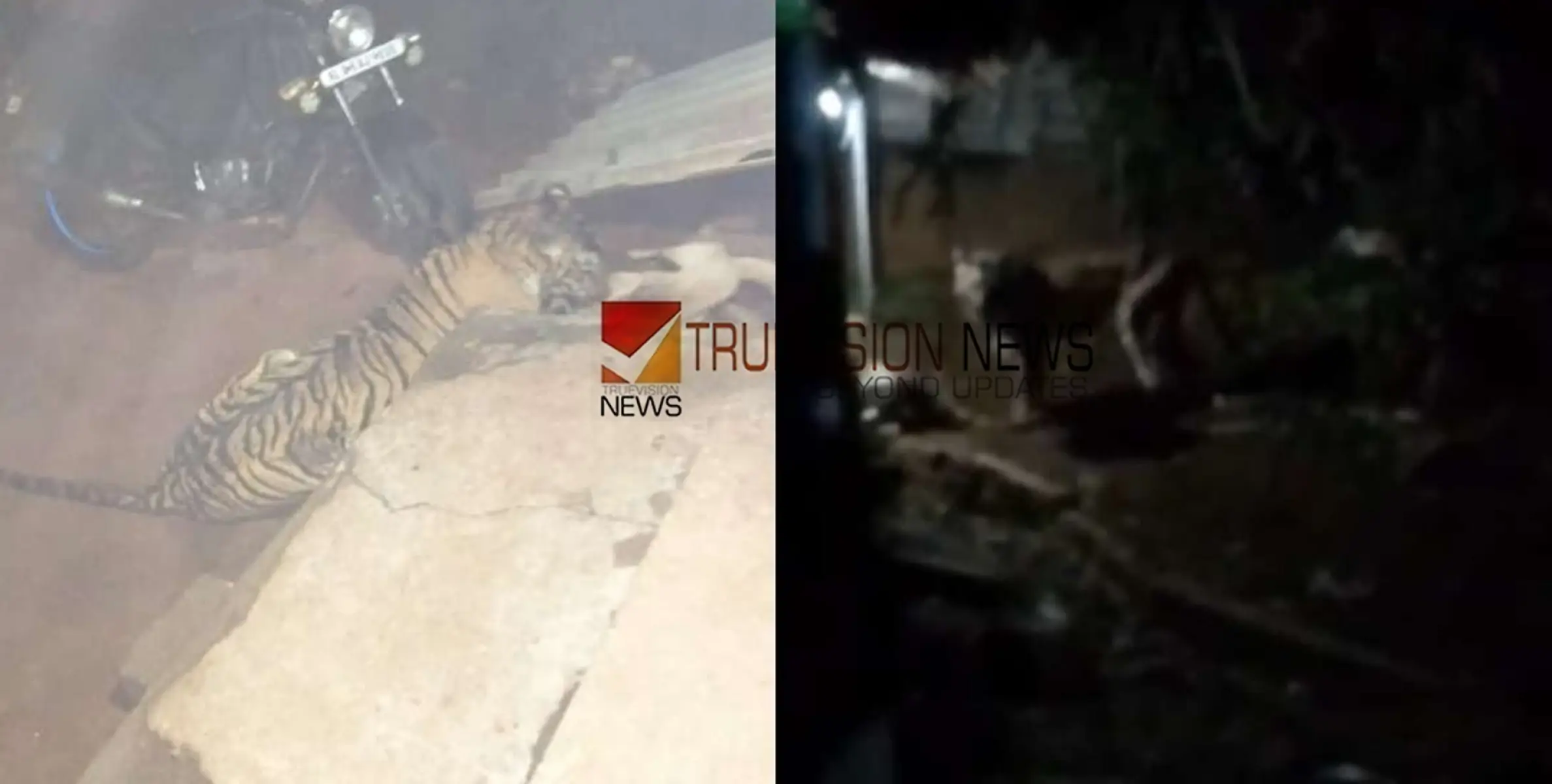 അരണക്കല്ലില്‍ പശുവിനെയും വളര്‍ത്തു നായയെയും കടിച്ചു കൊന്നു; ആക്രമിച്ചത് വനംവകുപ്പ് തിരയുന്ന പരിക്കേറ്റ കടുവ