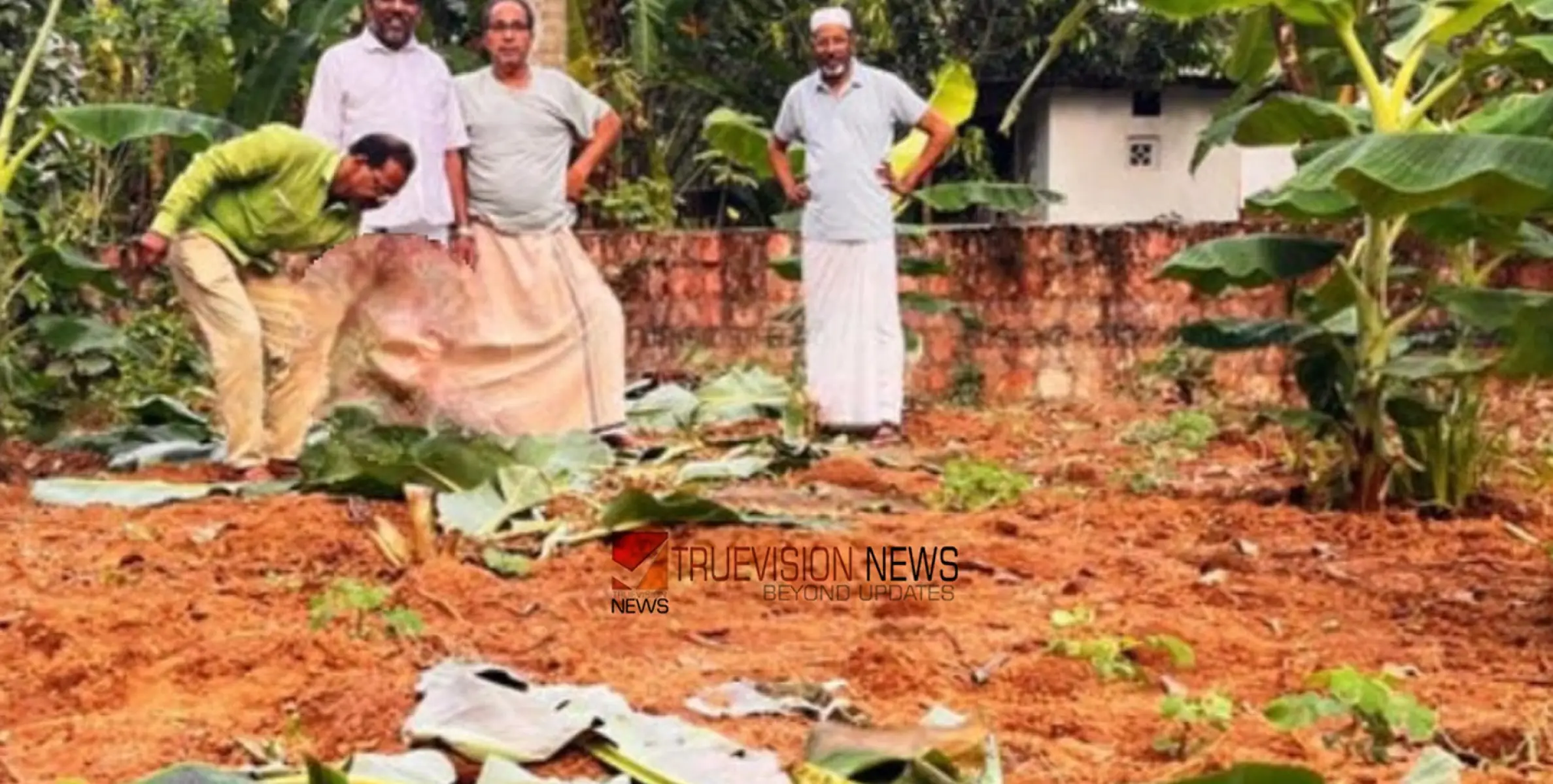 പന്നി ശല്യം; മംഗലാട് മേഖലയിൽ പന്നികൾ കാർഷിക വിളകൾ നശിപ്പിക്കുന്നത് വ്യാപകം