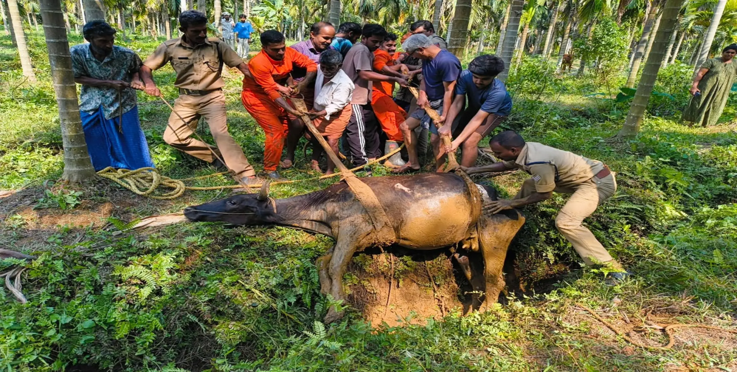 ഗര്‍ഭിണിയായ പശുവി്‌ന് രക്ഷയായി ഫയര്‍ഫോഴ്‌സ്