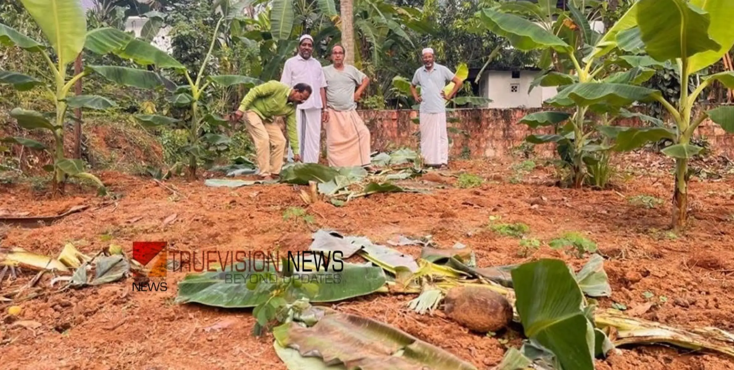 ആശങ്കയിൽ പ്രദേശവാസികൾ; മംഗലാട് പന്നിക്കൂട്ടങ്ങൾ നശിപ്പിച്ചത് മുപ്പതോളം വാഴകൃഷികൾ 