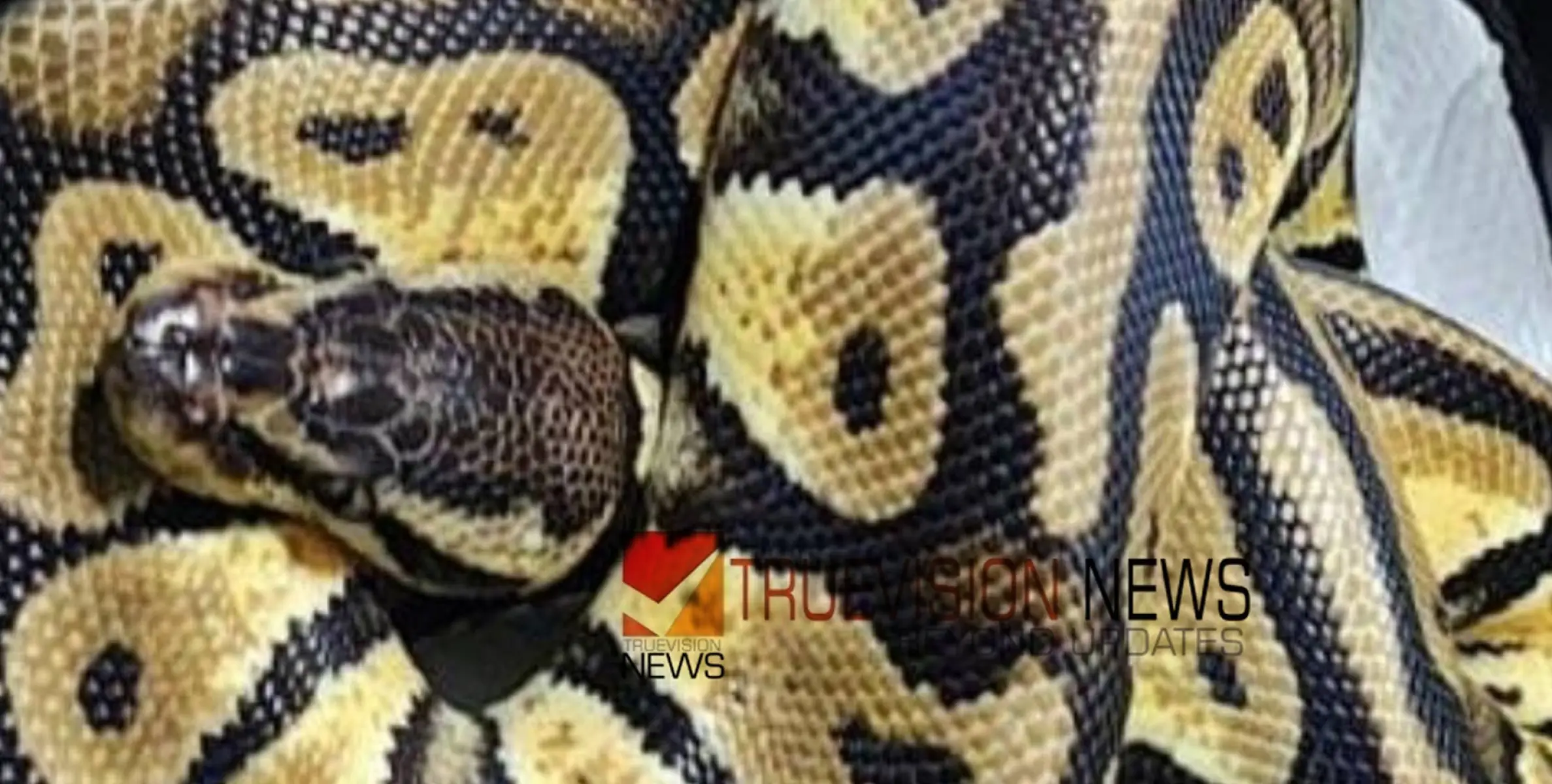 കെഎസ്ആര്‍ടിസി ഡ്രൈവറുടെ പക്കല്‍ നിന്ന് പാമ്പിനെ കണ്ടെത്തി, പൊലീസ് കേസെടുത്തു