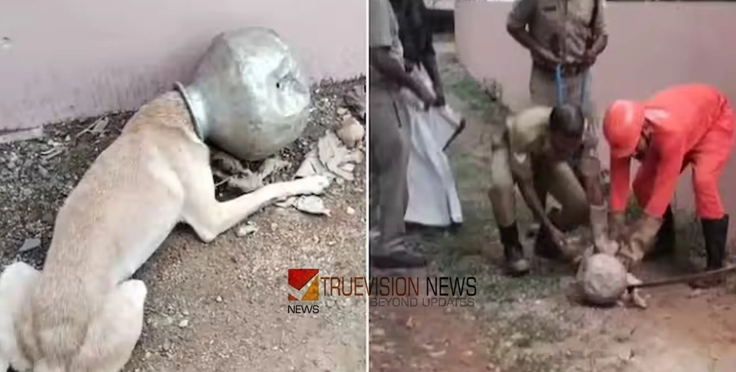 അലൂമിനിയം കുടത്തിൽ തല കുടുങ്ങി പരക്കംപാഞ്ഞ് നായ, നാട്ടുകാർ ശ്രമിച്ചിട്ട് ഒരു രക്ഷയുമില്ല; ഒടുവിൽ ഫയർഫോഴ്സെത്തി